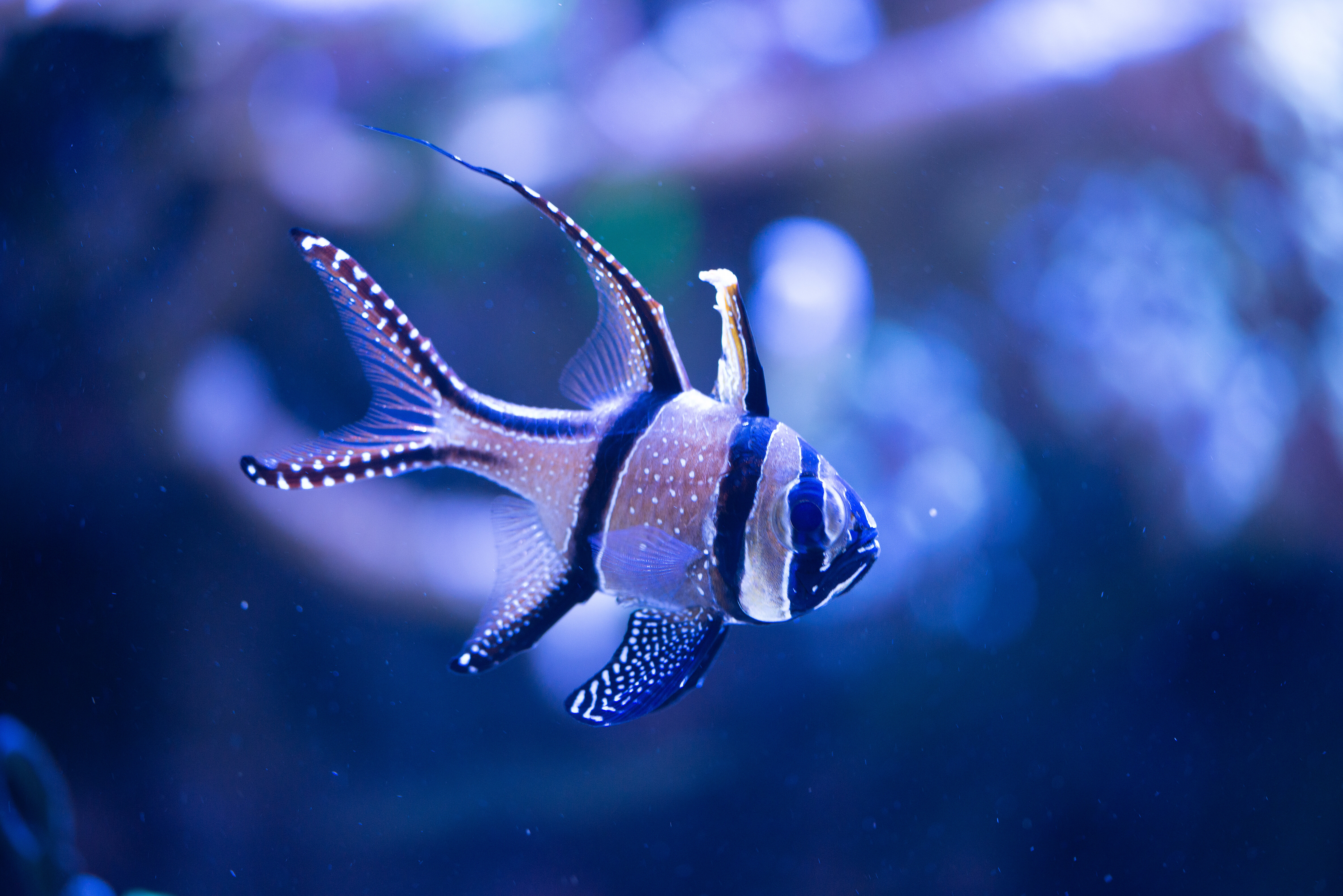 Kantonsschule Heerbrugg - Kardinalbarsche (Apogonidae)