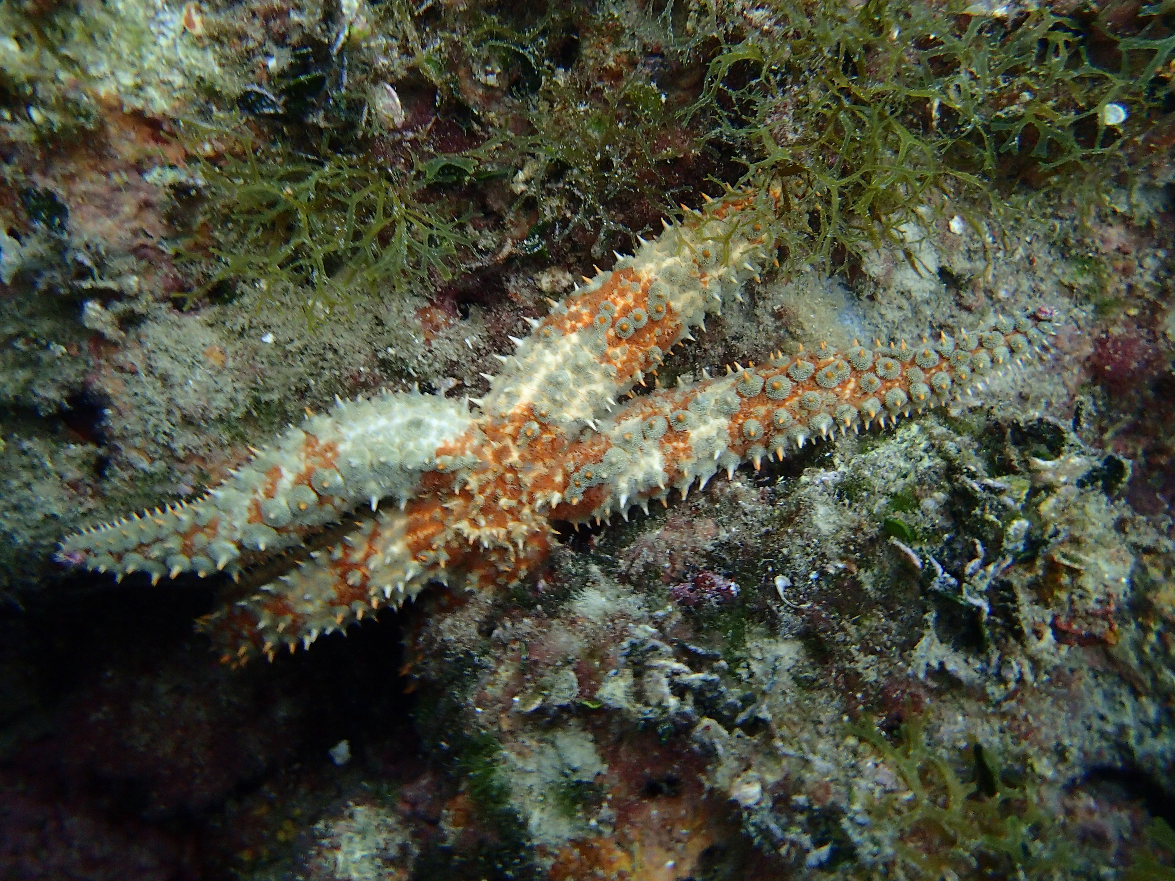 Kantonsschule Heerbrugg