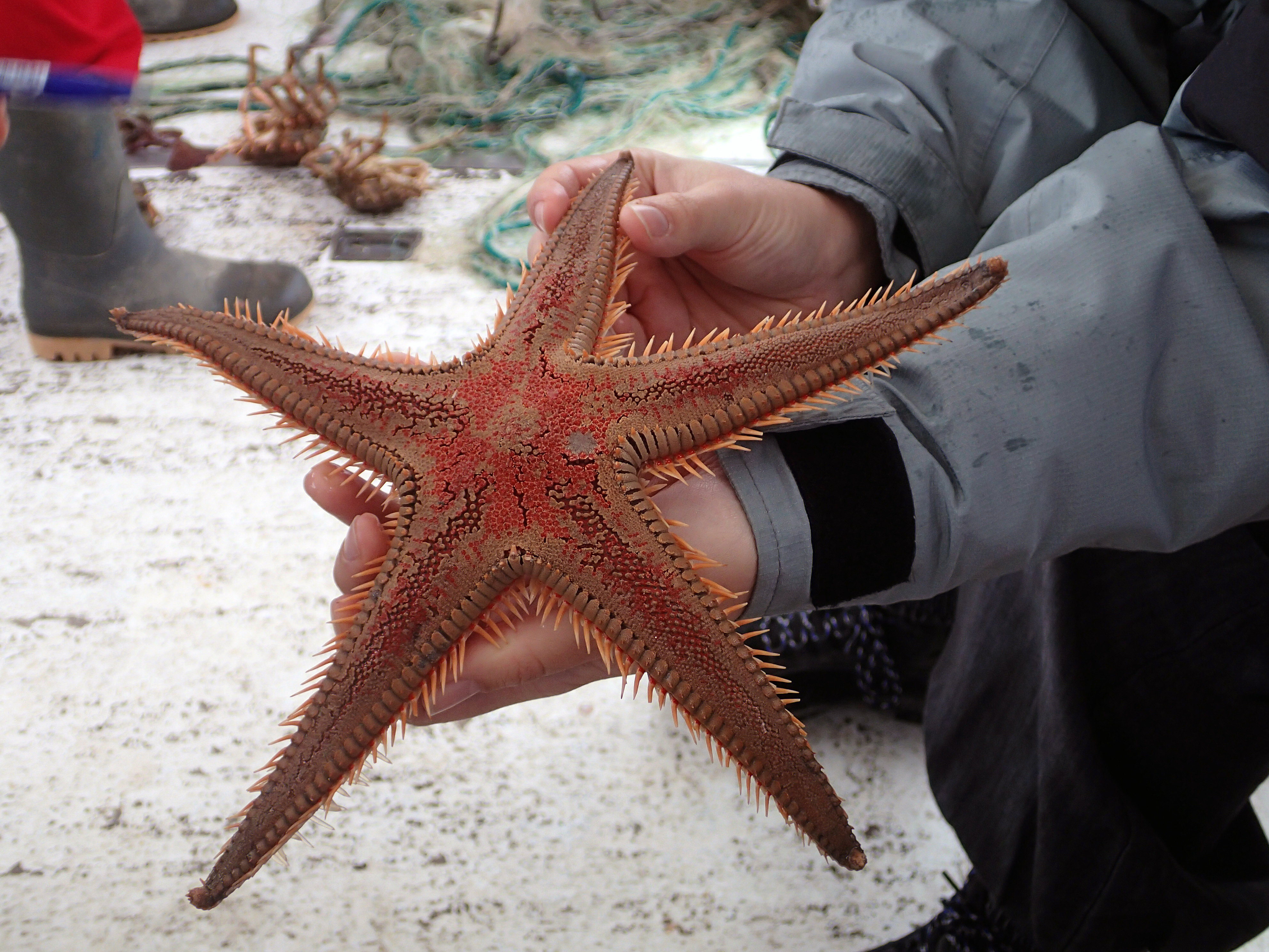 Kantonsschule Heerbrugg