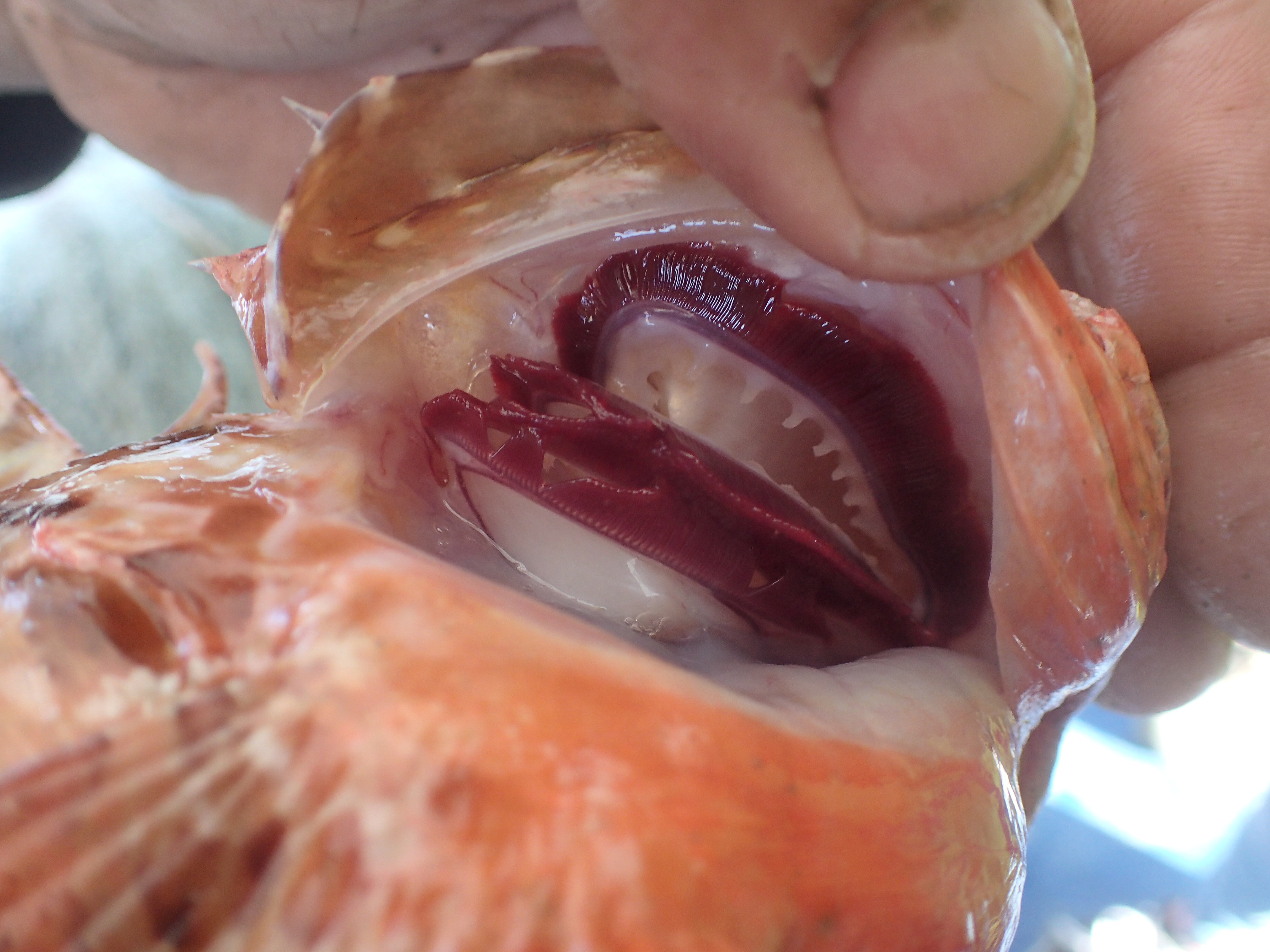 Kantonsschule Heerbrugg