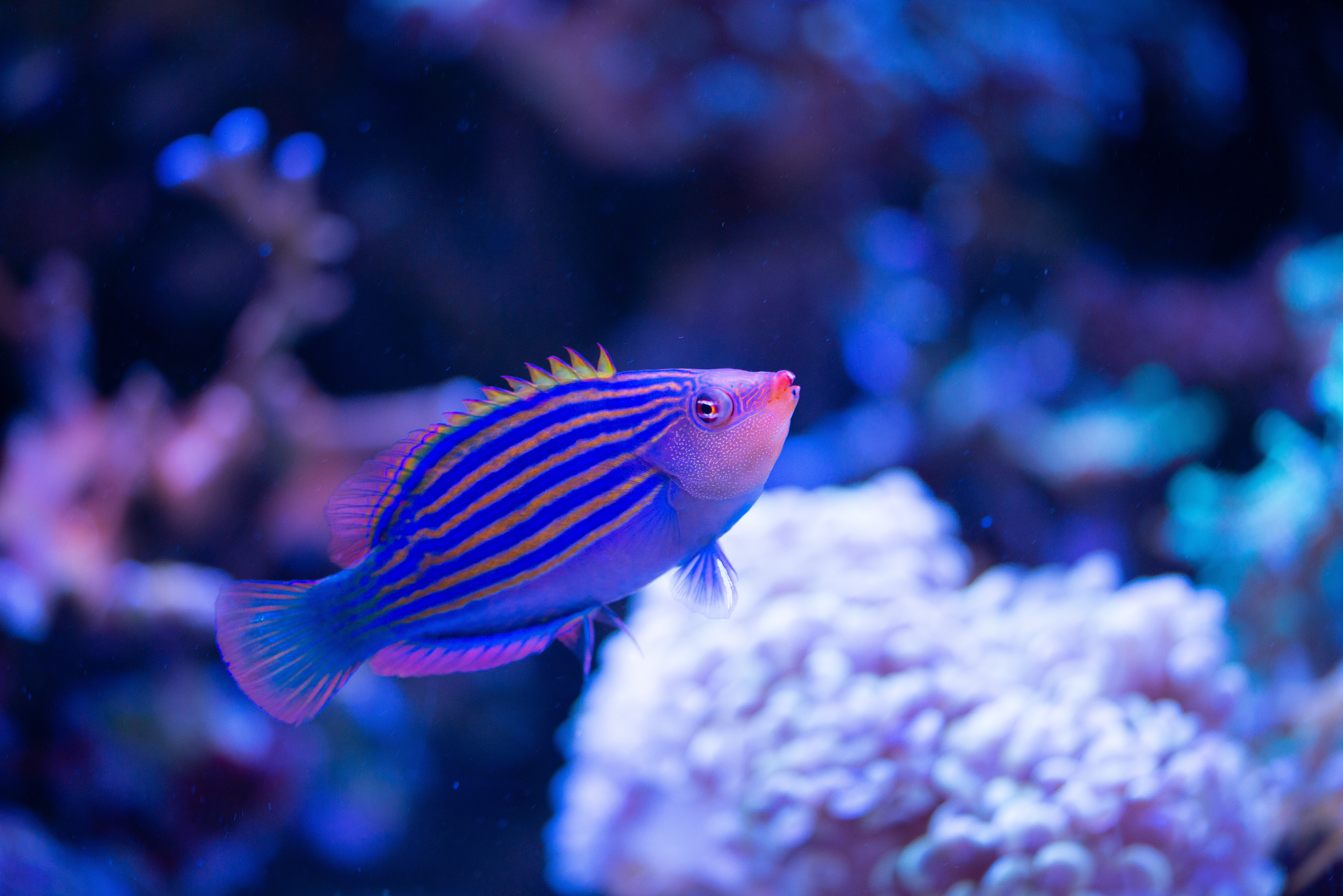 Kantonsschule Heerbrugg - Lippfische (Labridae)