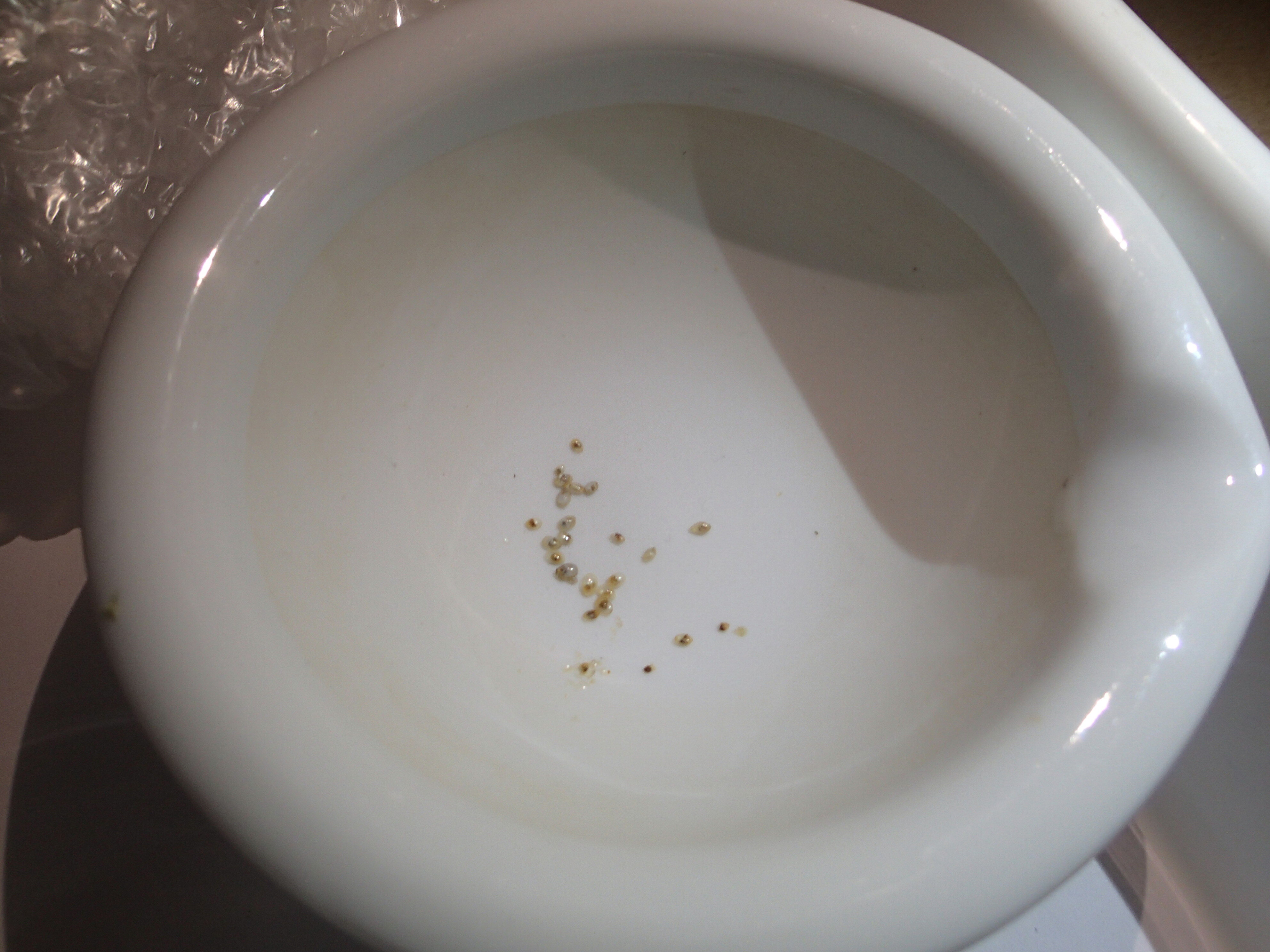 Kantonsschule Heerbrugg