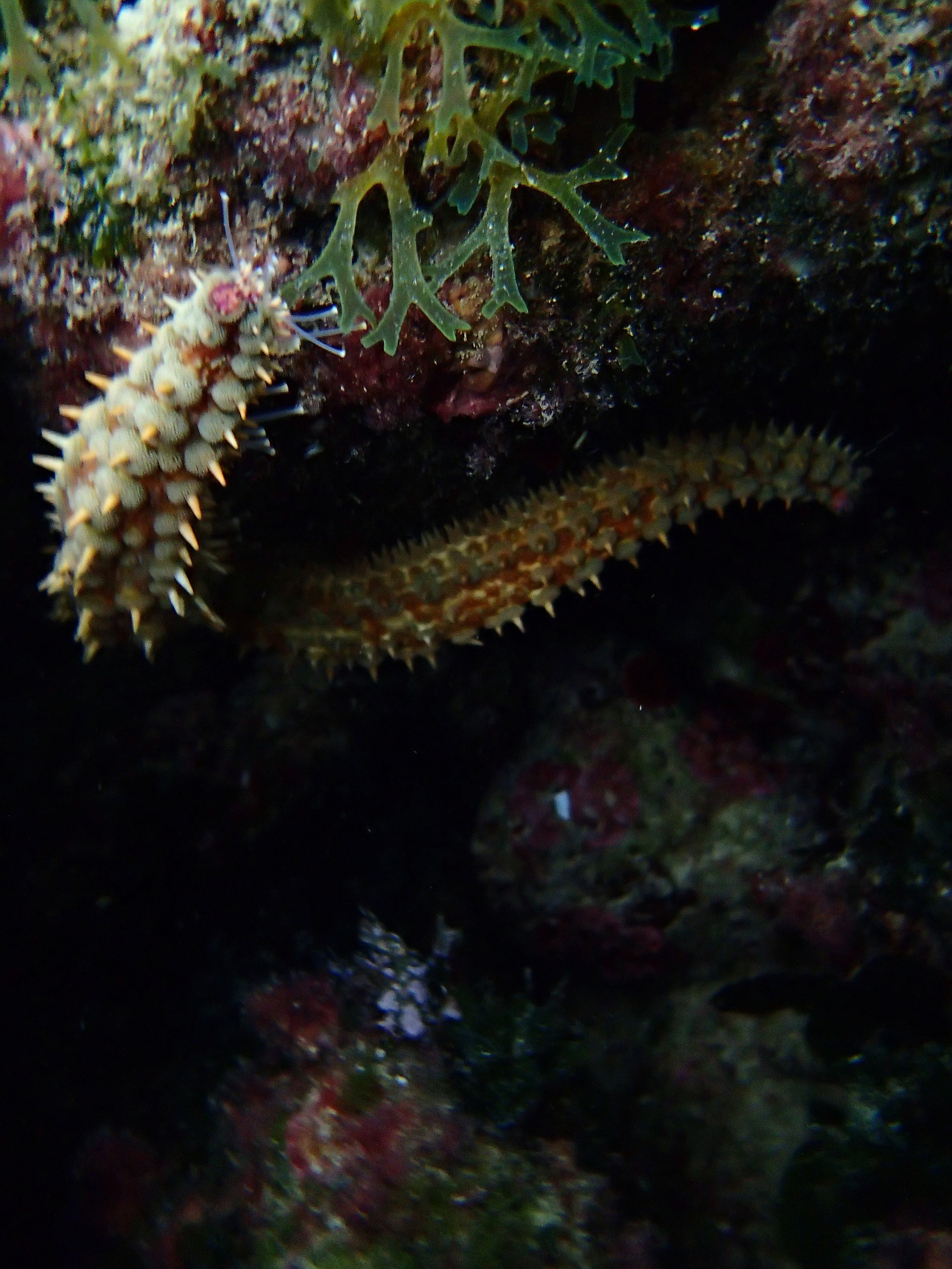 Kantonsschule Heerbrugg