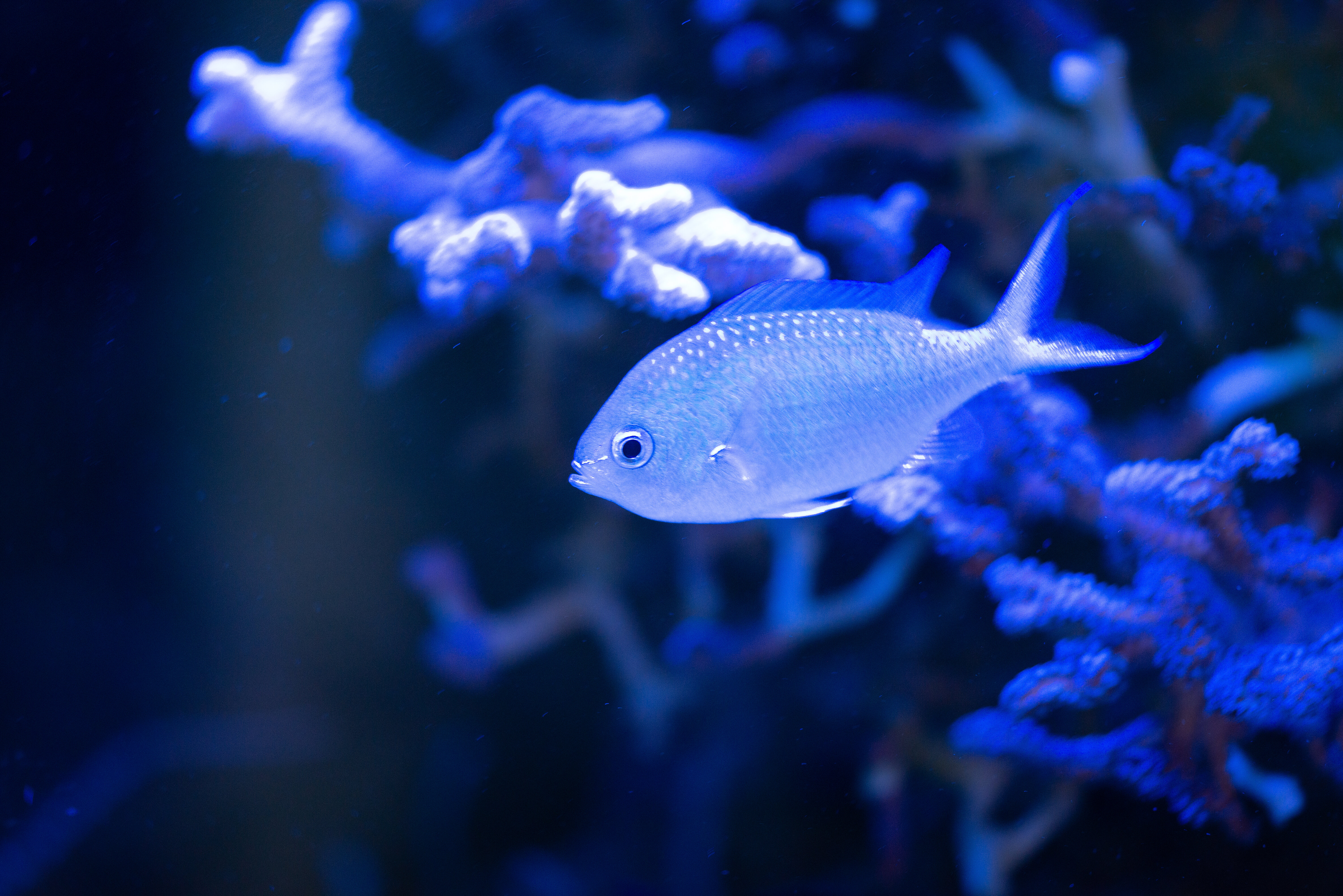 Kantonsschule Heerbrugg - Riffbarsche (Pomacentridae)