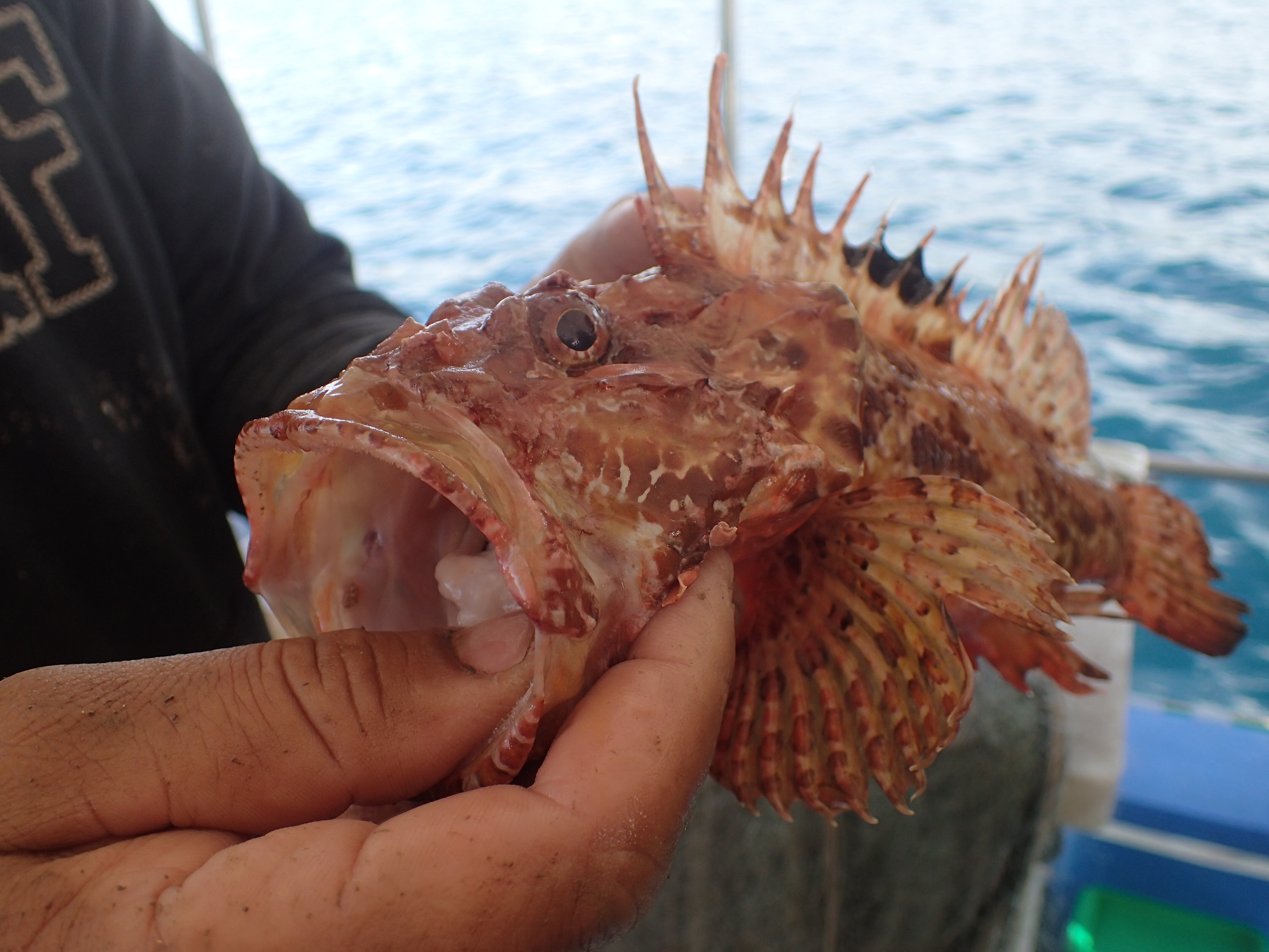 Kantonsschule Heerbrugg