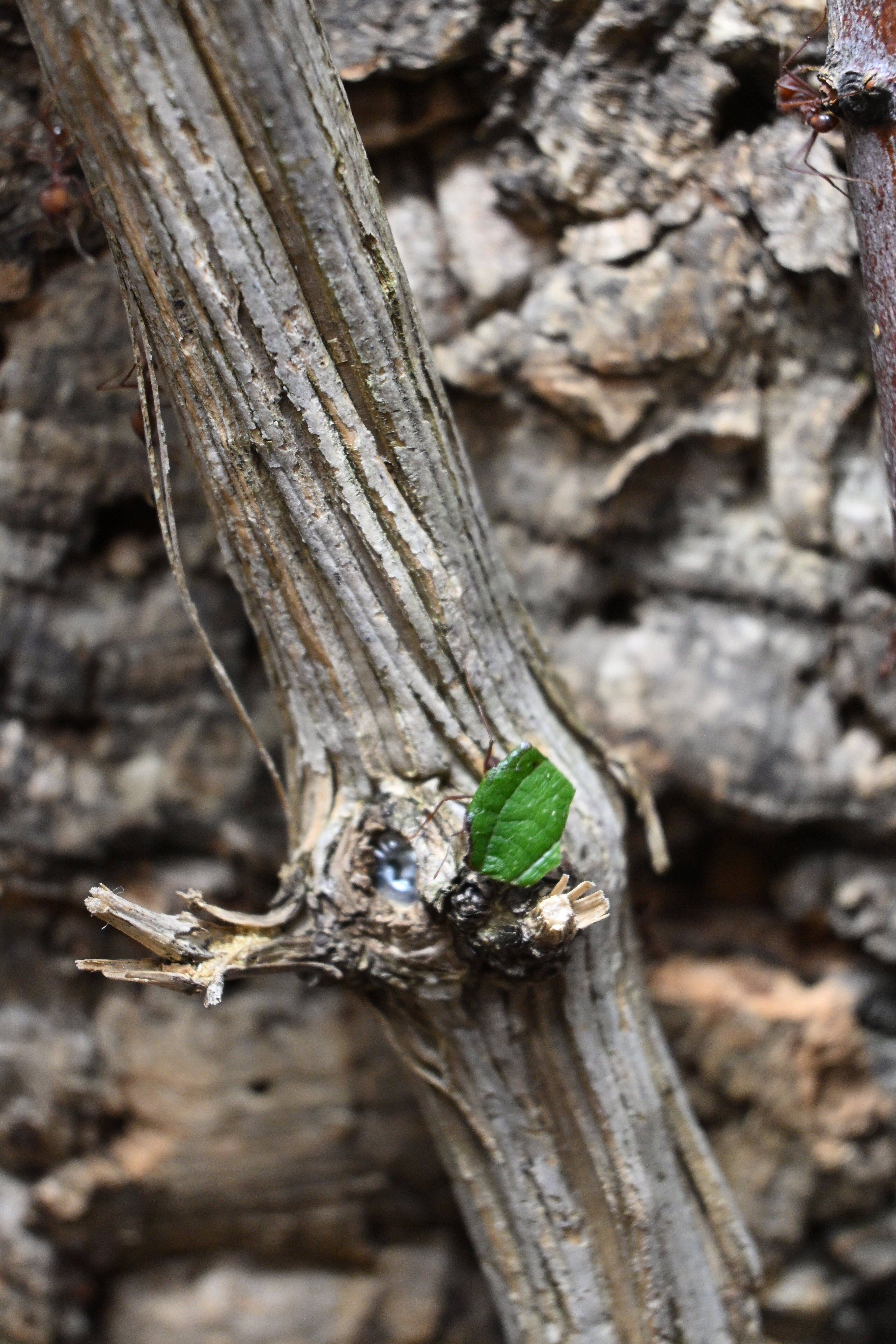 Kantonsschule Heerbrugg