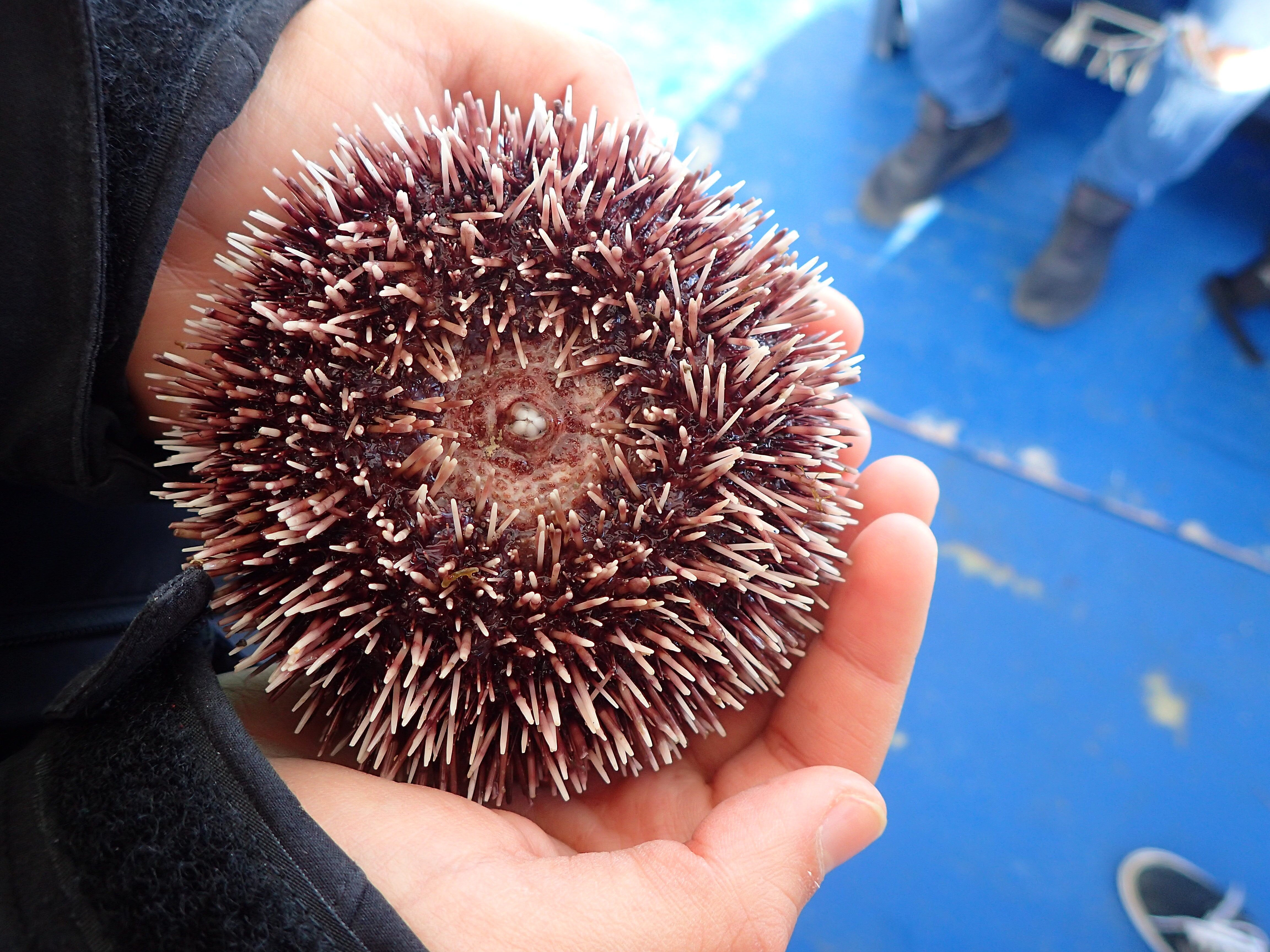 Kantonsschule Heerbrugg