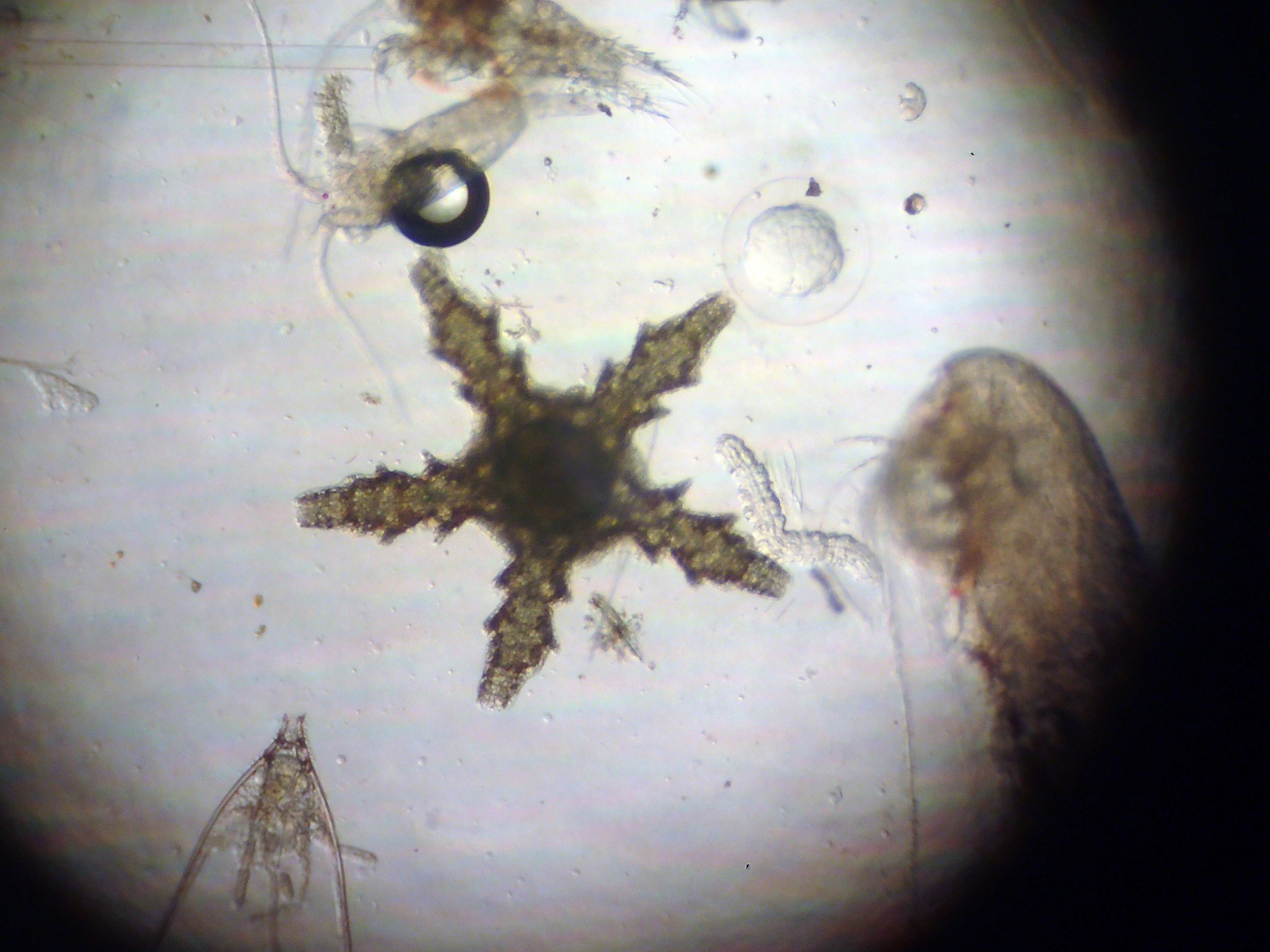 Kantonsschule Heerbrugg