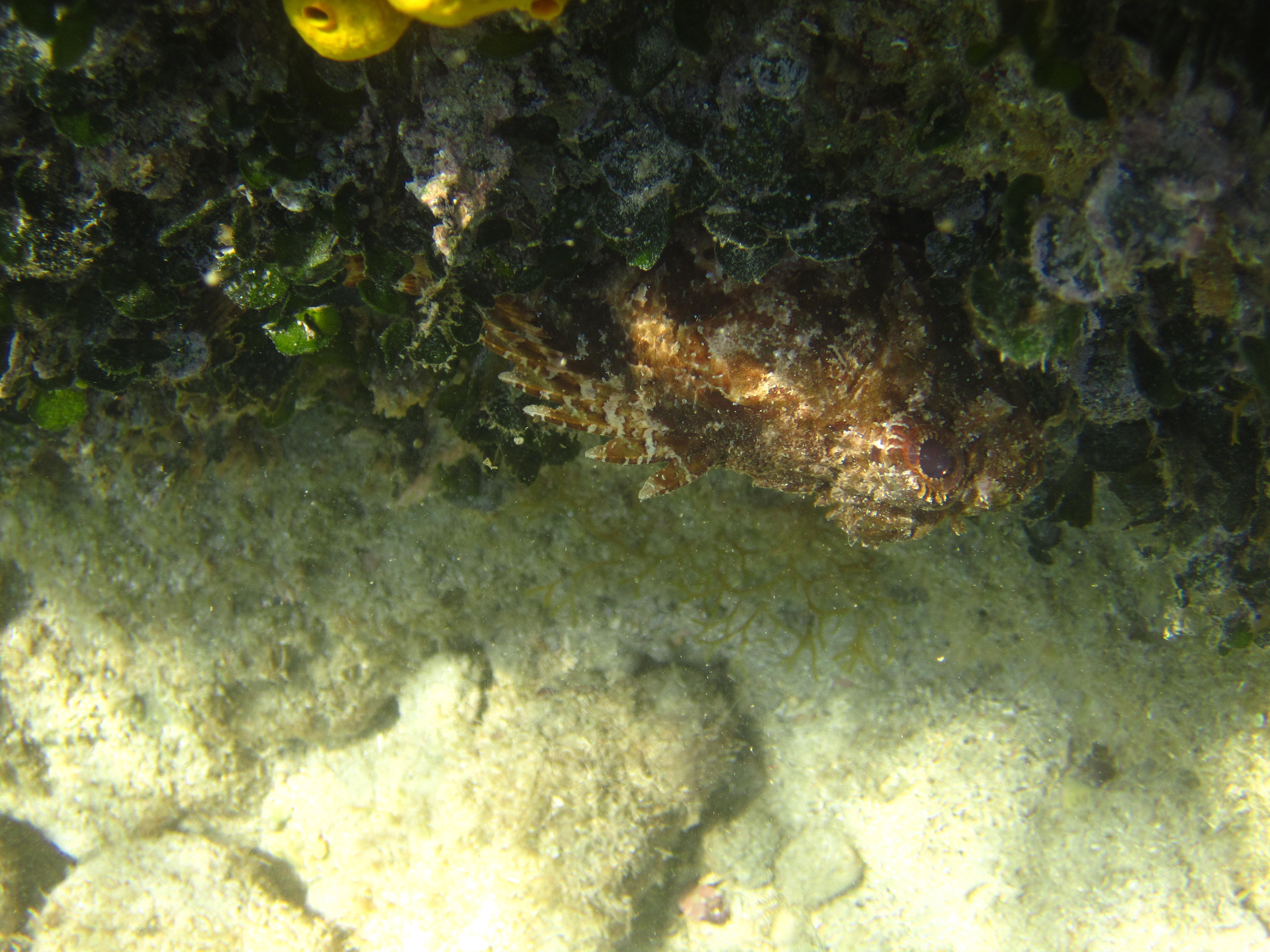 Kantonsschule Heerbrugg