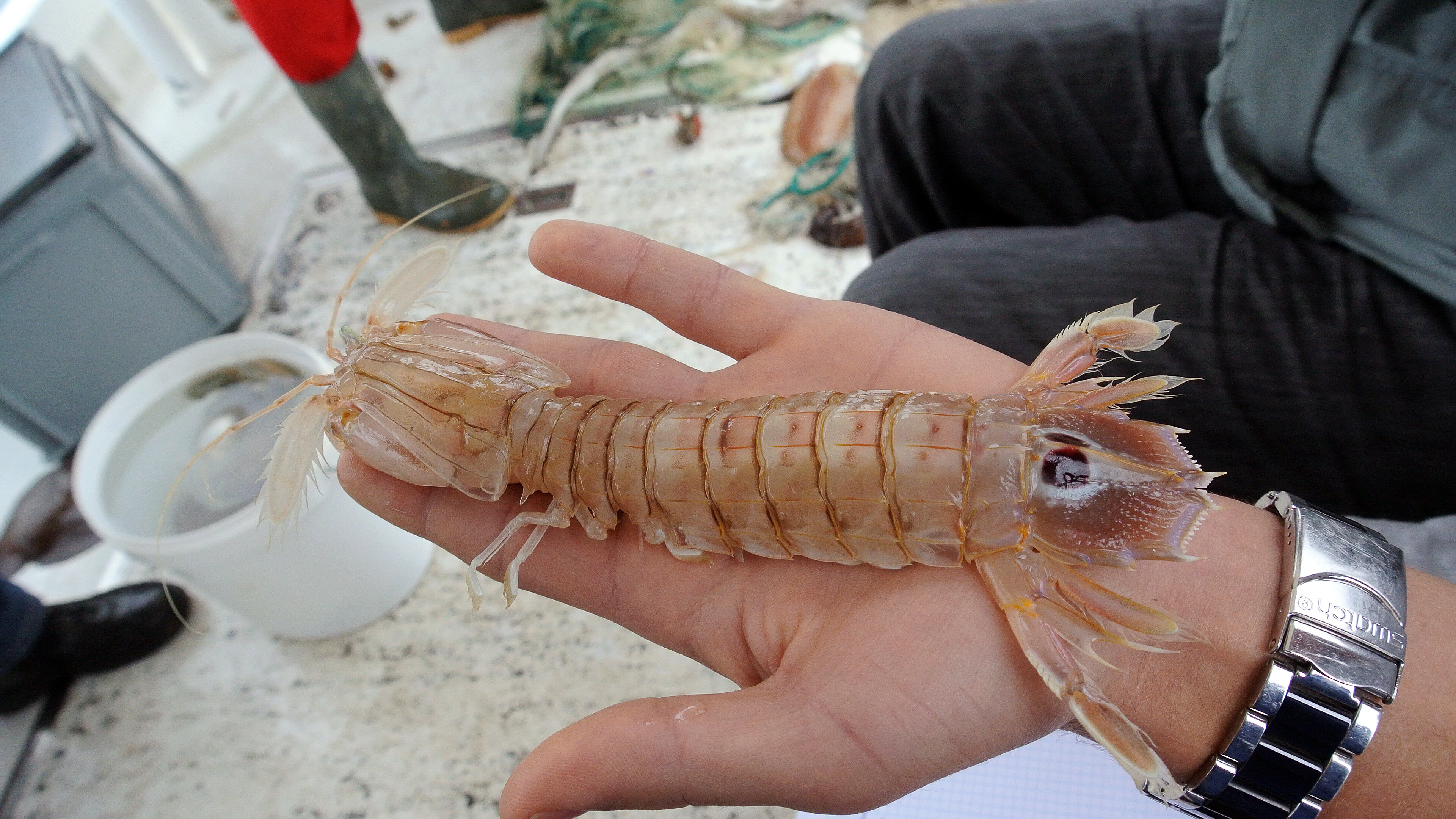 Kantonsschule Heerbrugg