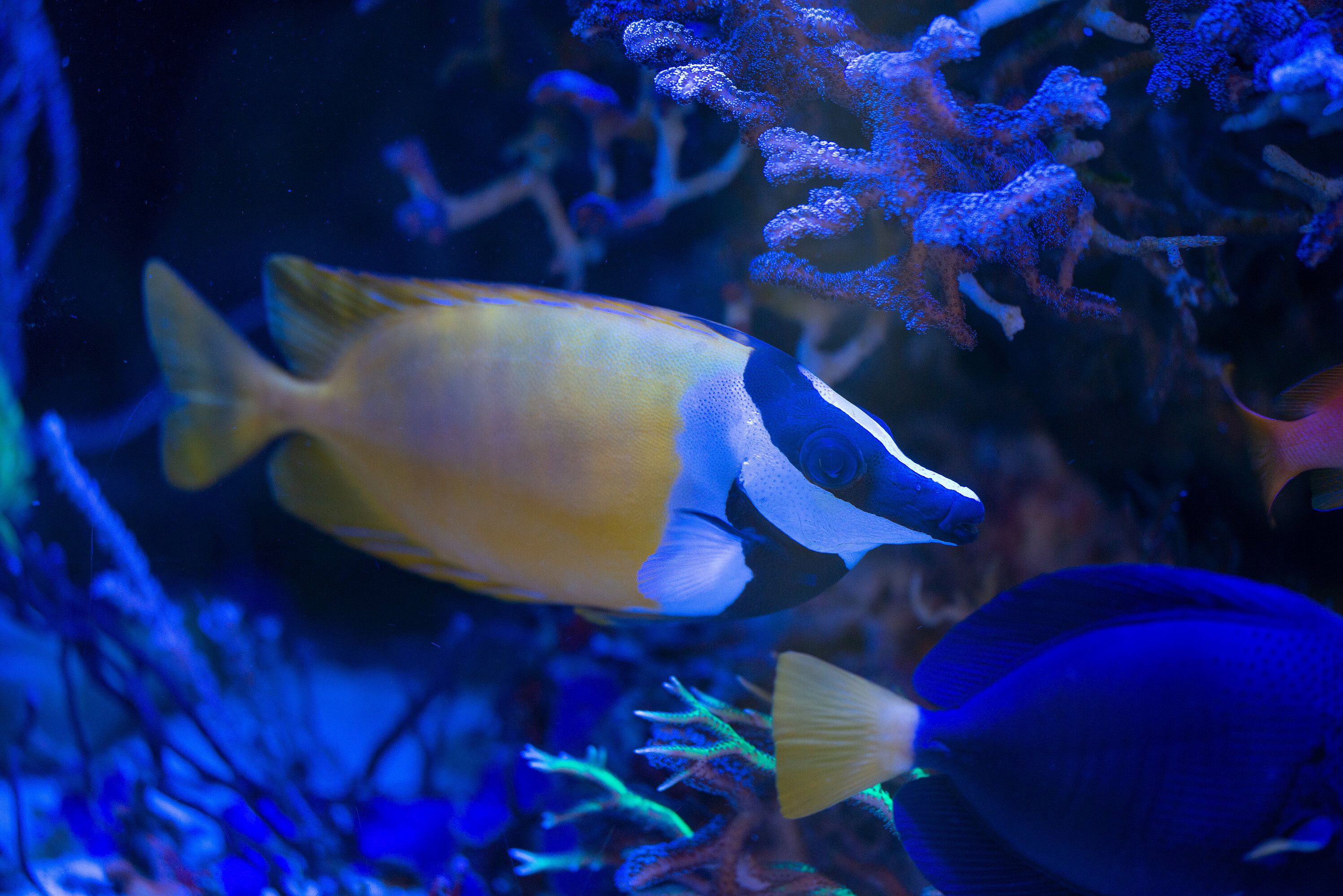 Kantonsschule Heerbrugg - Kaninchenfische (Siganidae)