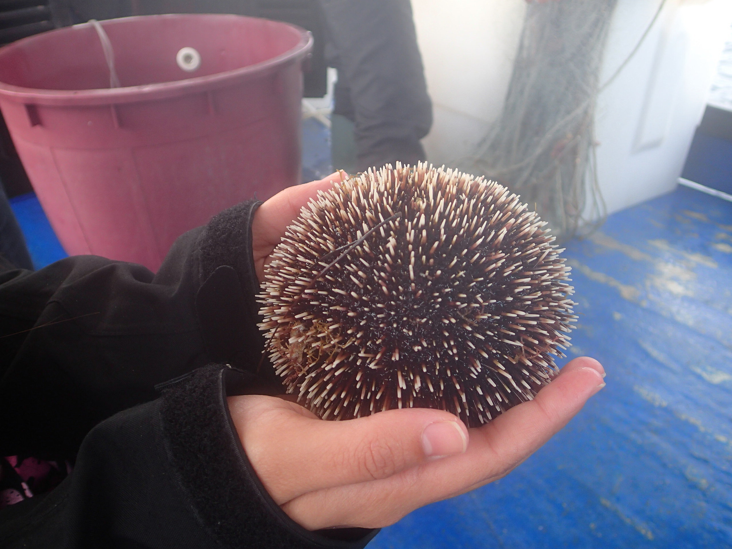 Kantonsschule Heerbrugg