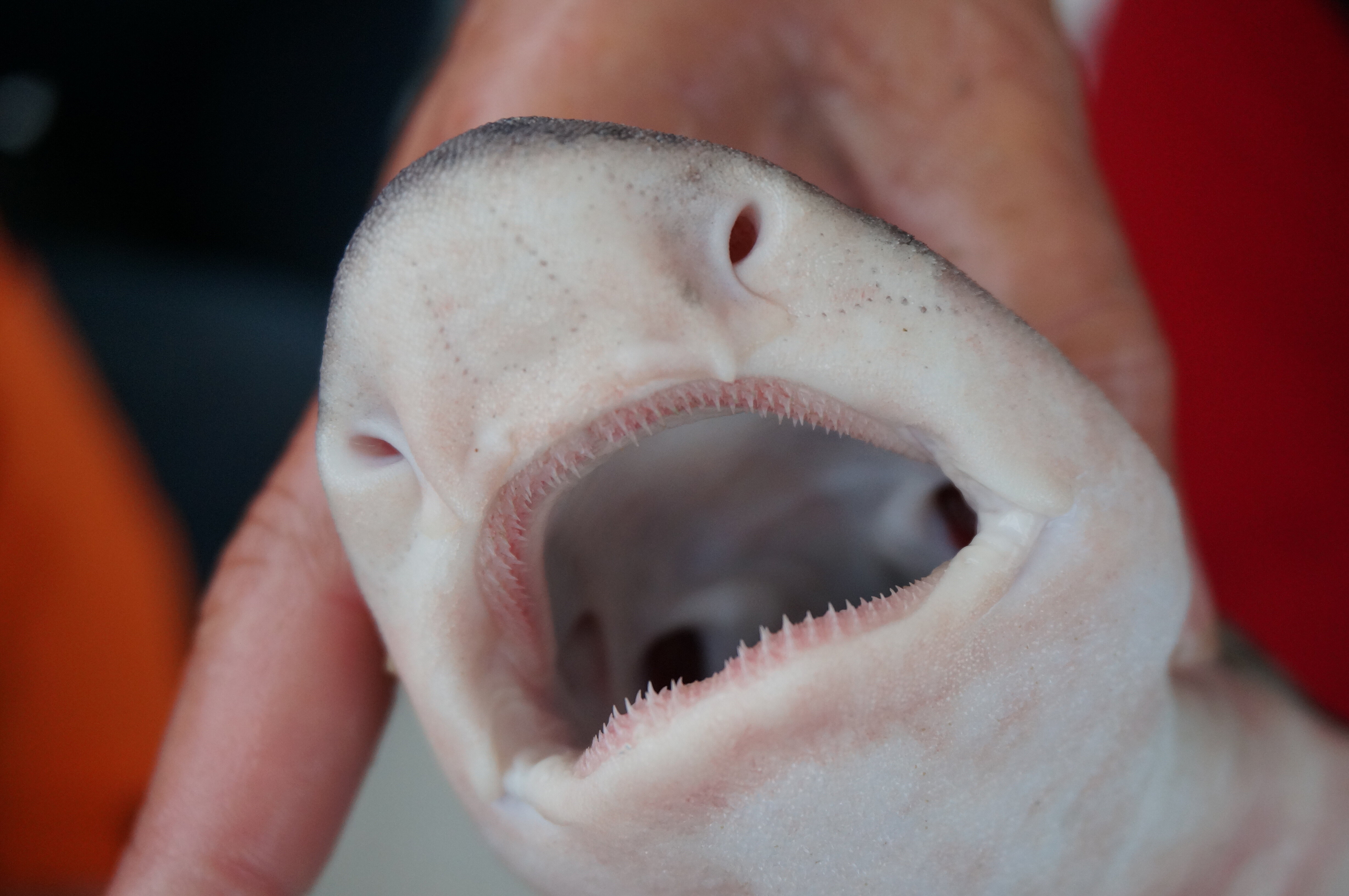 Kantonsschule Heerbrugg