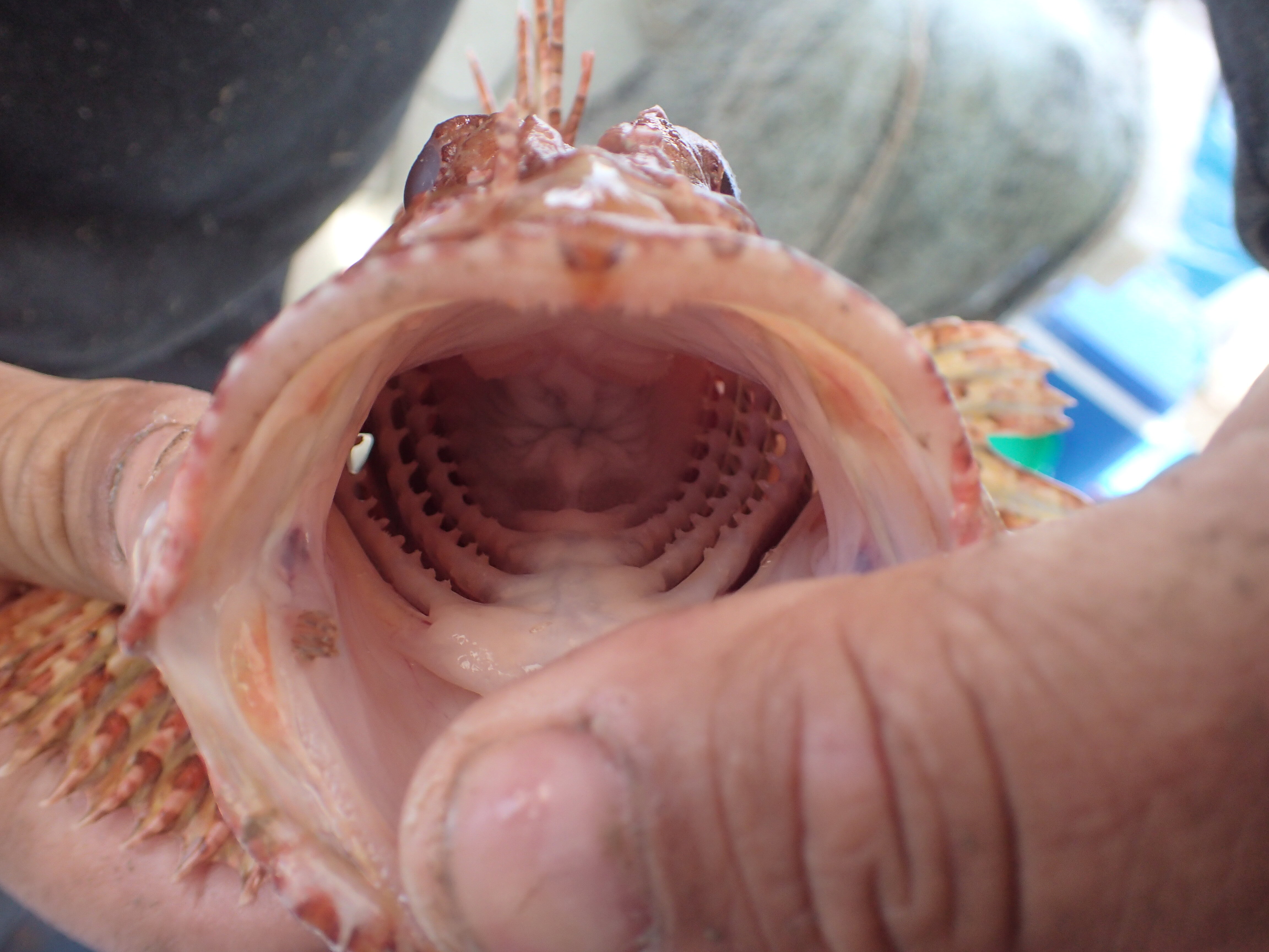 Kantonsschule Heerbrugg