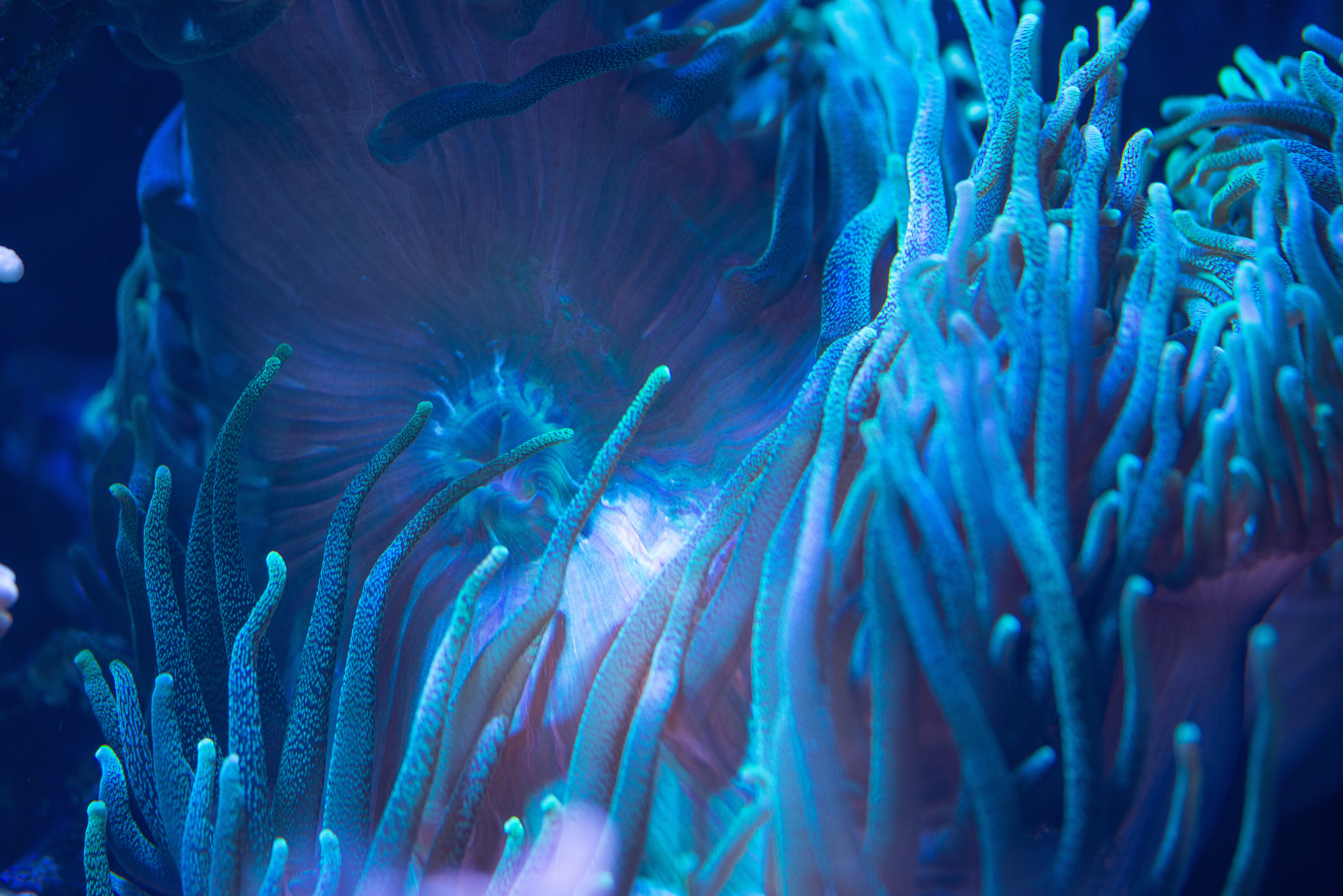 Kantonsschule Heerbrugg - Quadricolor Anemonen (Entacmaea quadricolor)