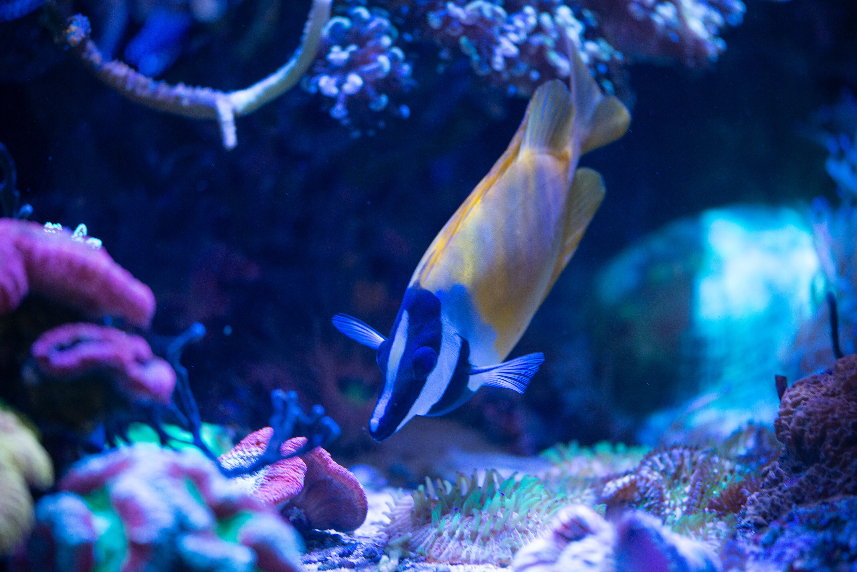 Kantonsschule Heerbrugg - Kaninchenfische (Siganidae)