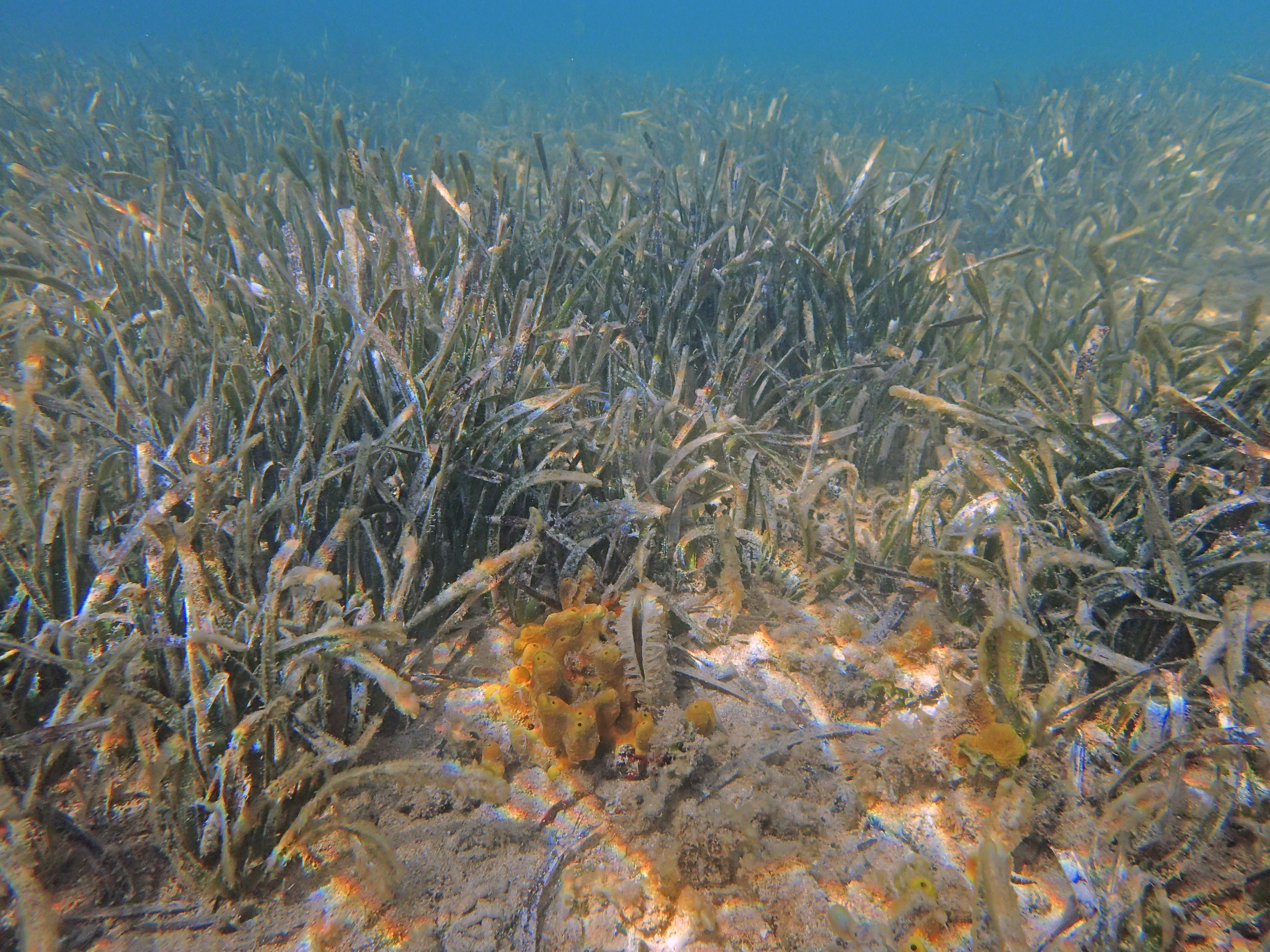 Kantonsschule Heerbrugg