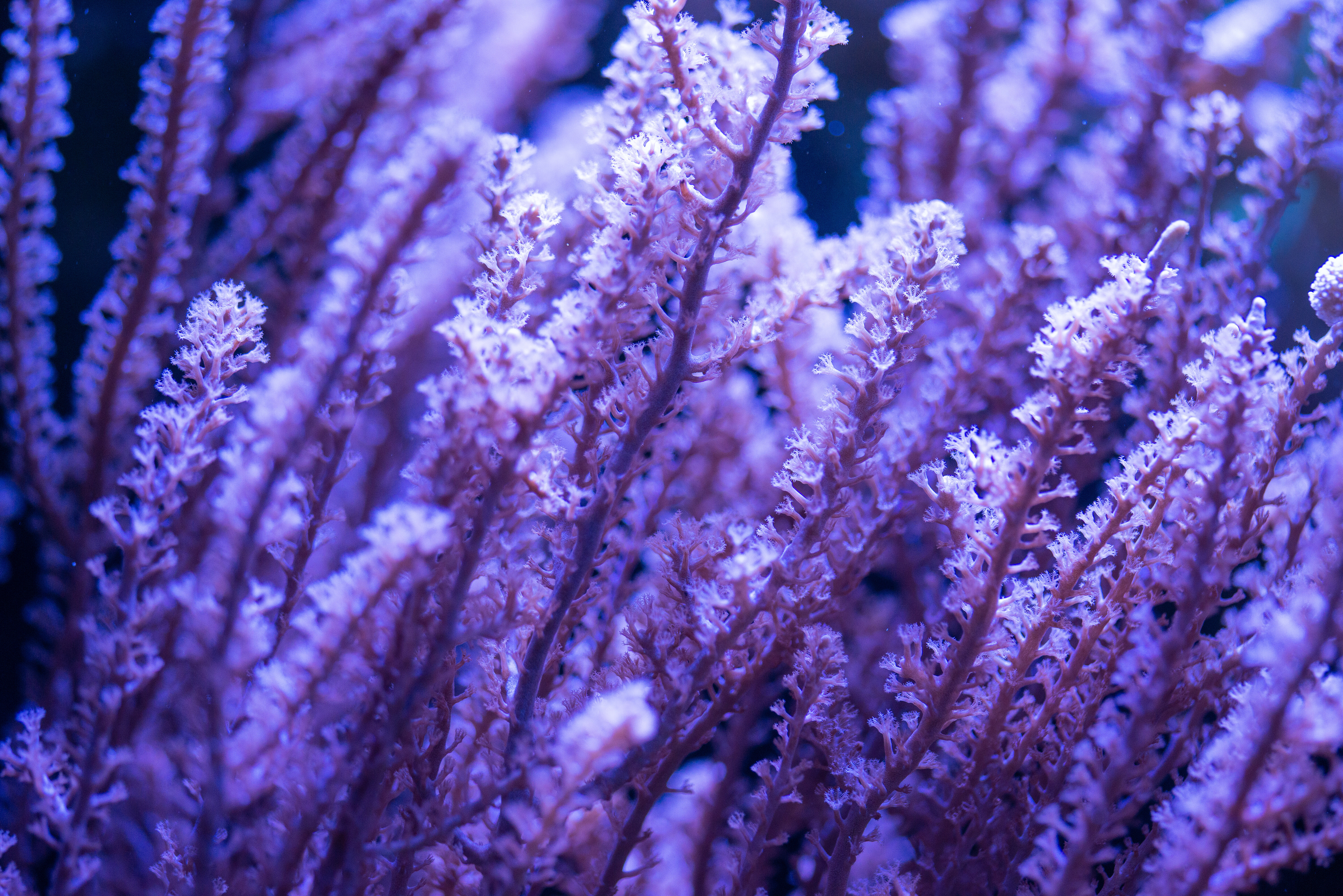 Kantonsschule Heerbrugg - Gorgonien (Gorgonacea)