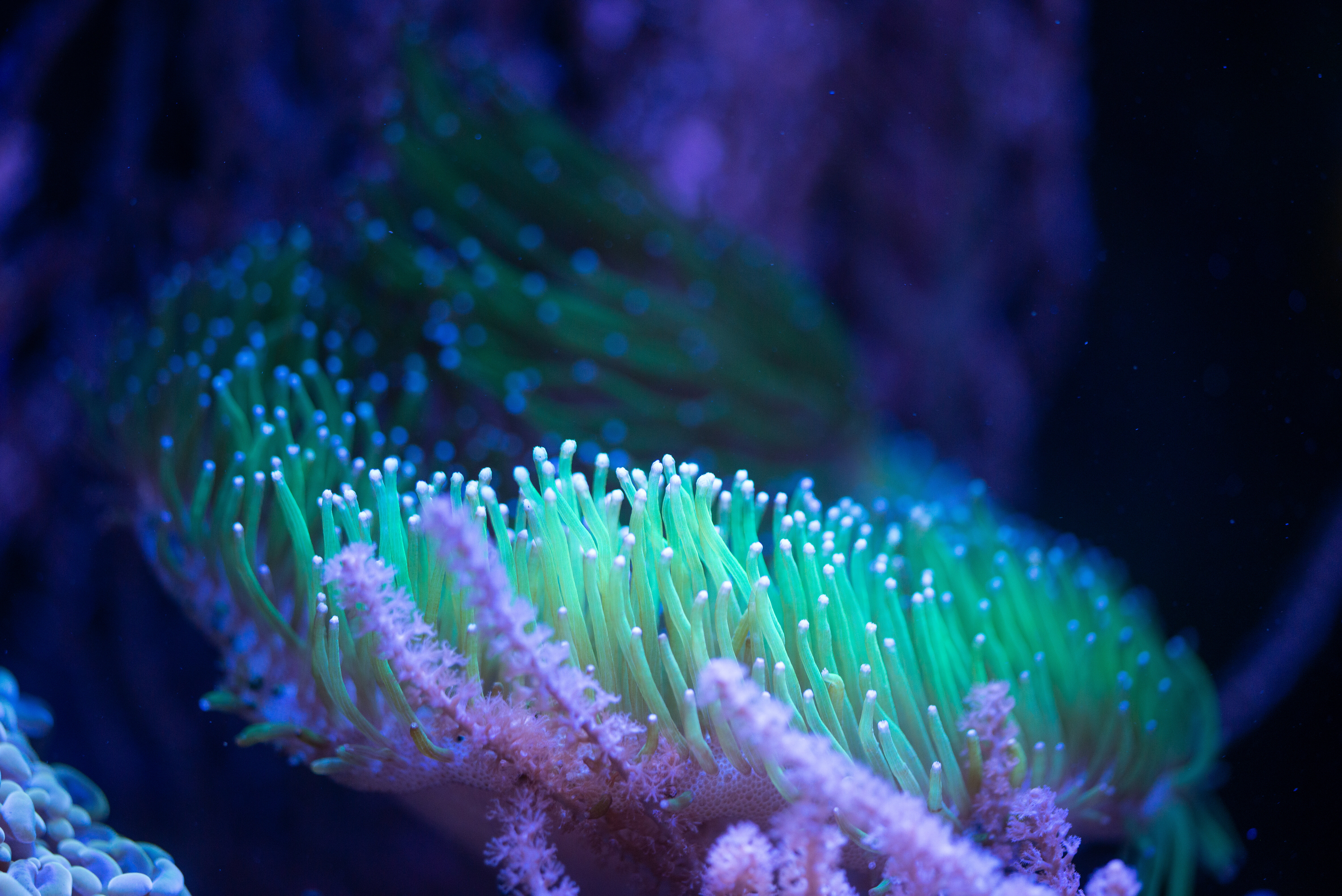 Kantonsschule Heerbrugg - Lederkoralle (Octocorallia)