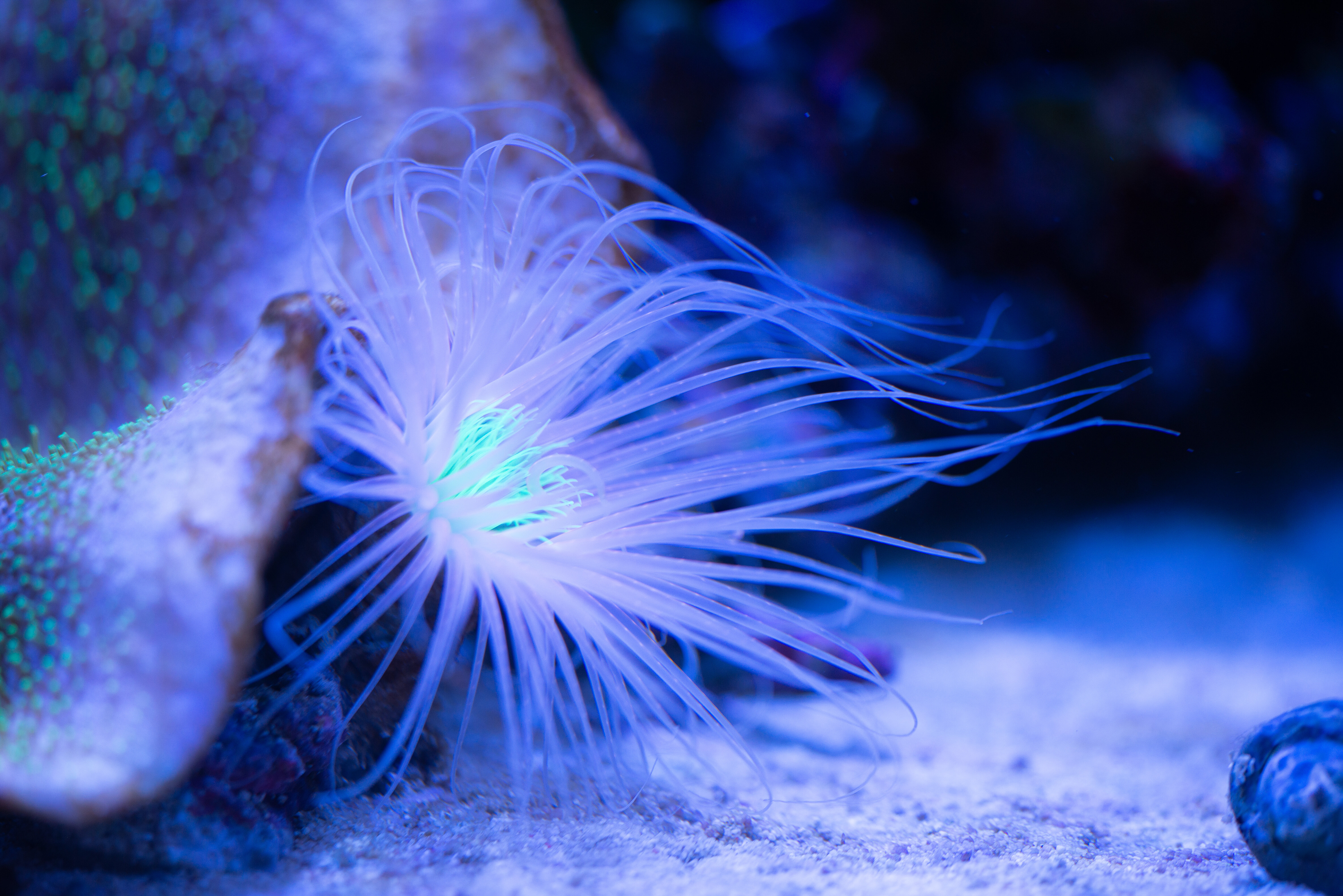 Kantonsschule Heerbrugg - Zylinderrosen (Ceriantharia)