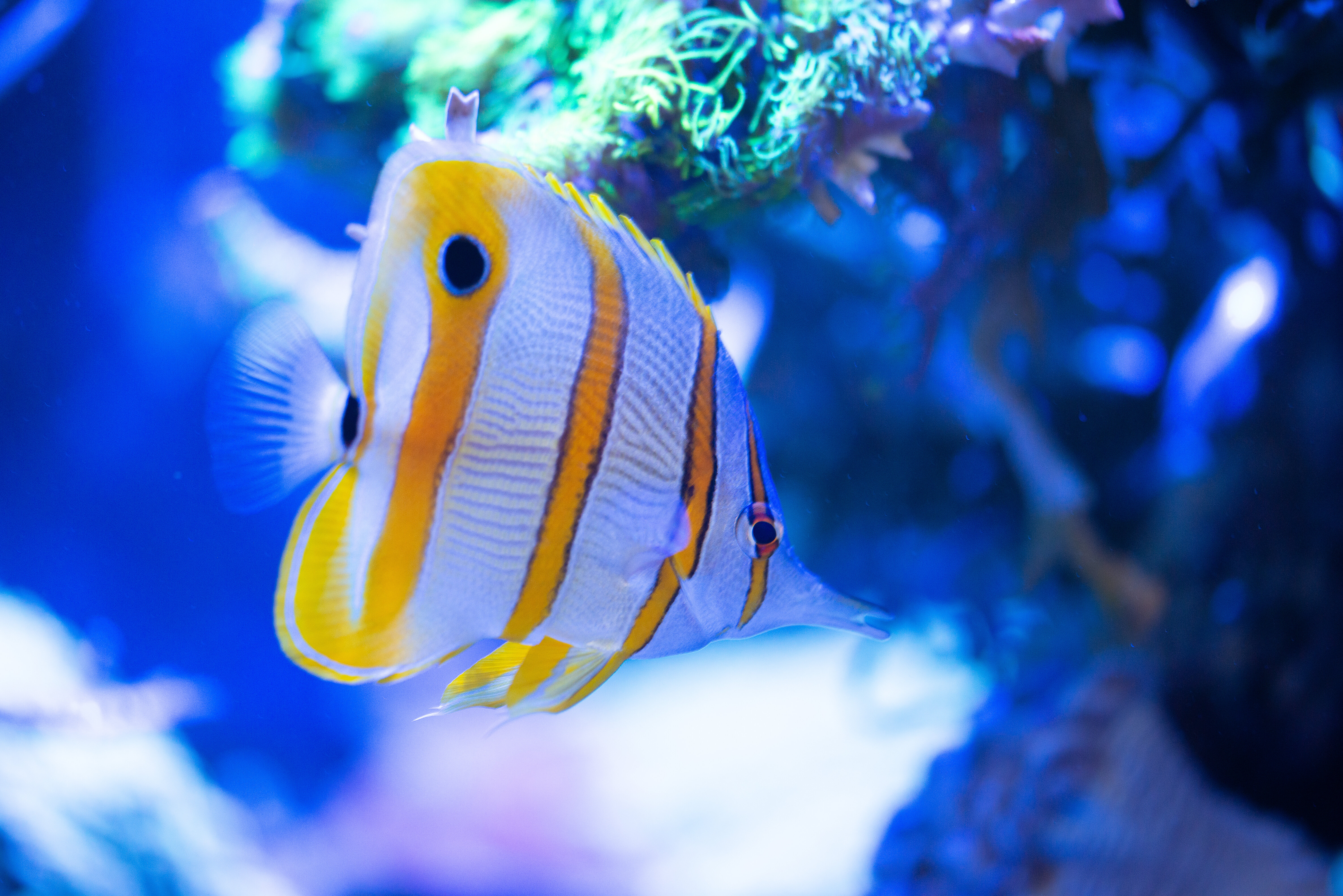 Kantonsschule Heerbrugg - Falterfisch (Chaetodontidae)