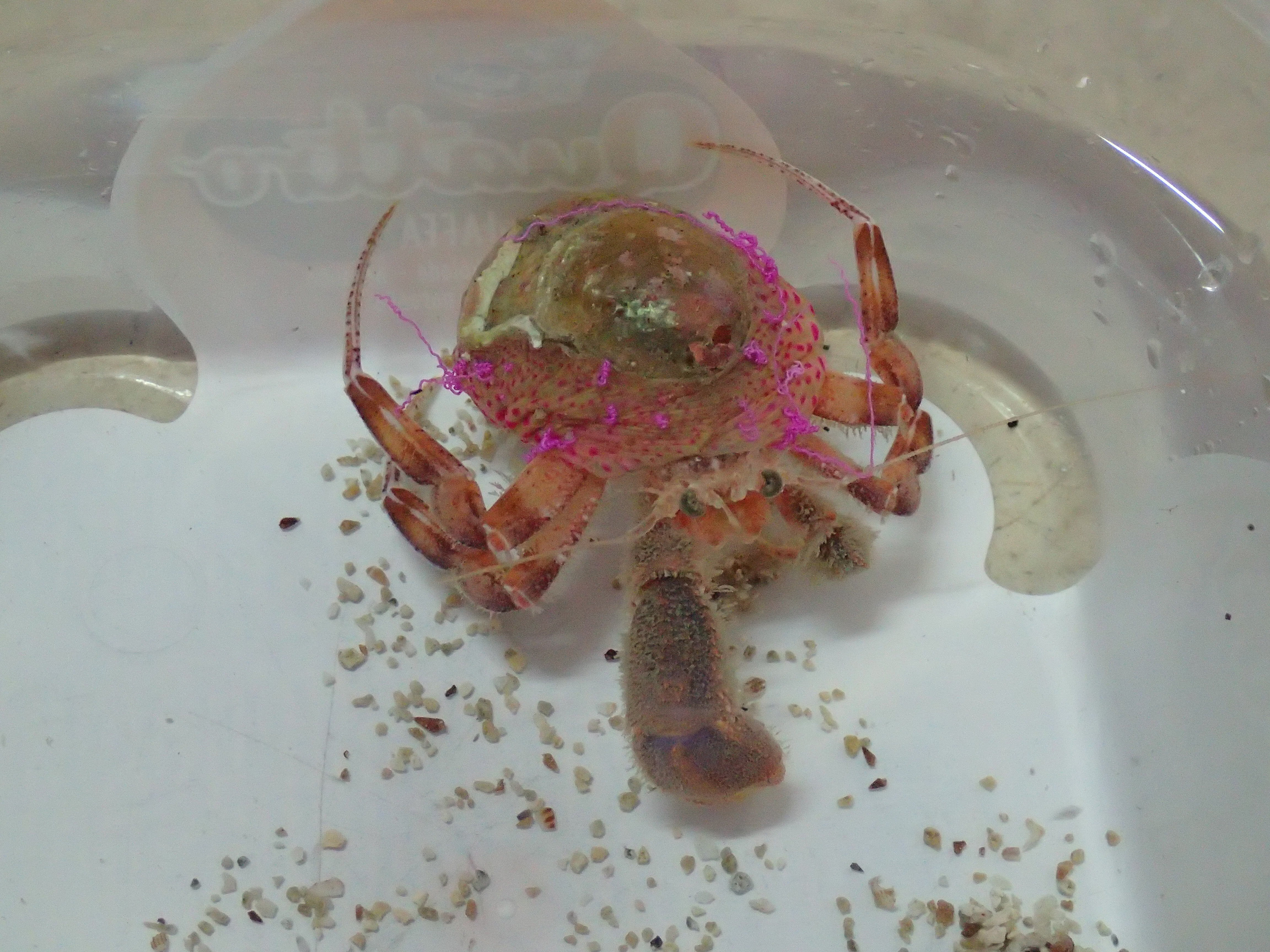 Kantonsschule Heerbrugg