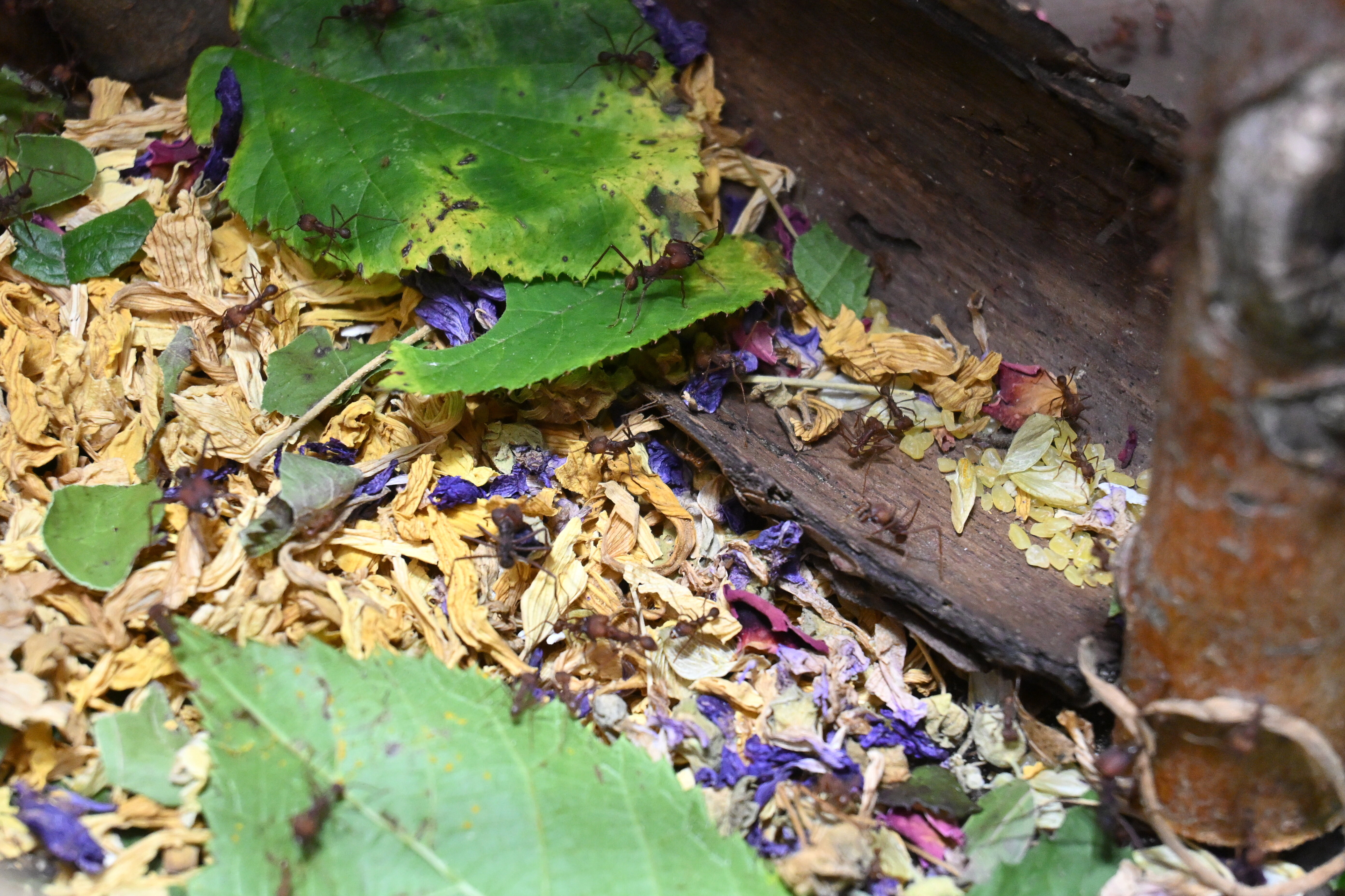 Kantonsschule Heerbrugg