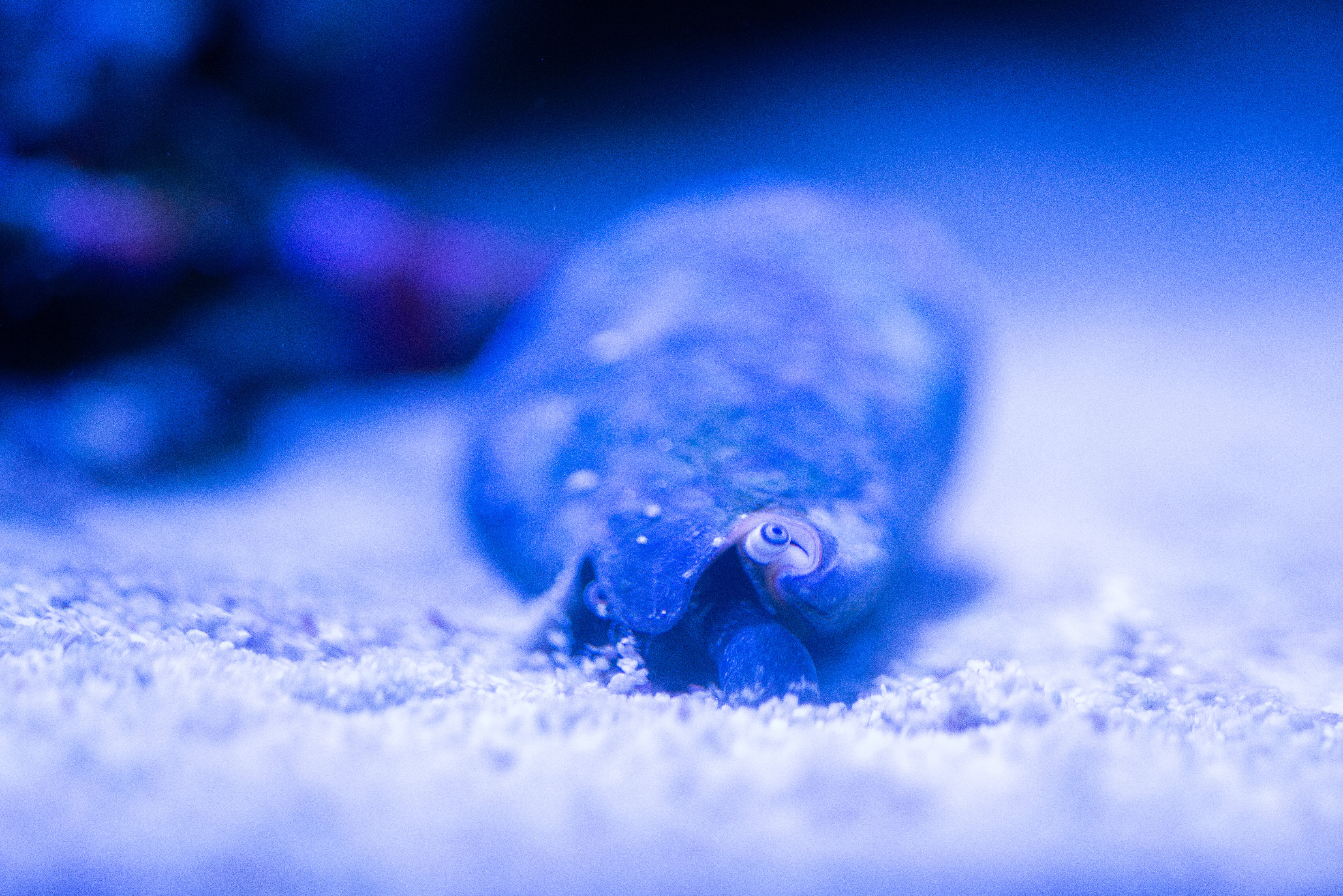 Kantonsschule Heerbrugg - Wirbellose in unserem Riffaquarium