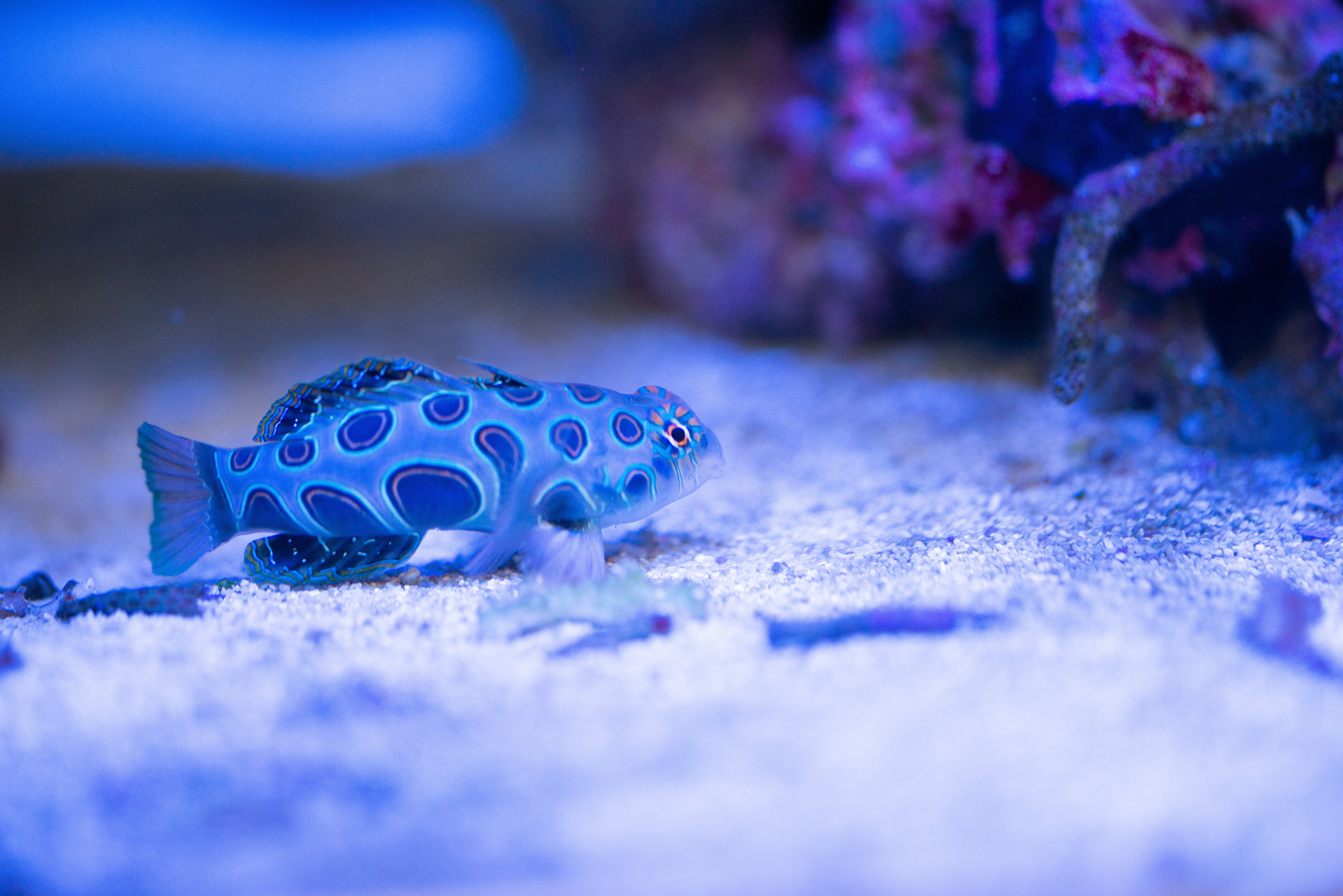 Kantonsschule Heerbrugg - Leierfische (Callionymidae)