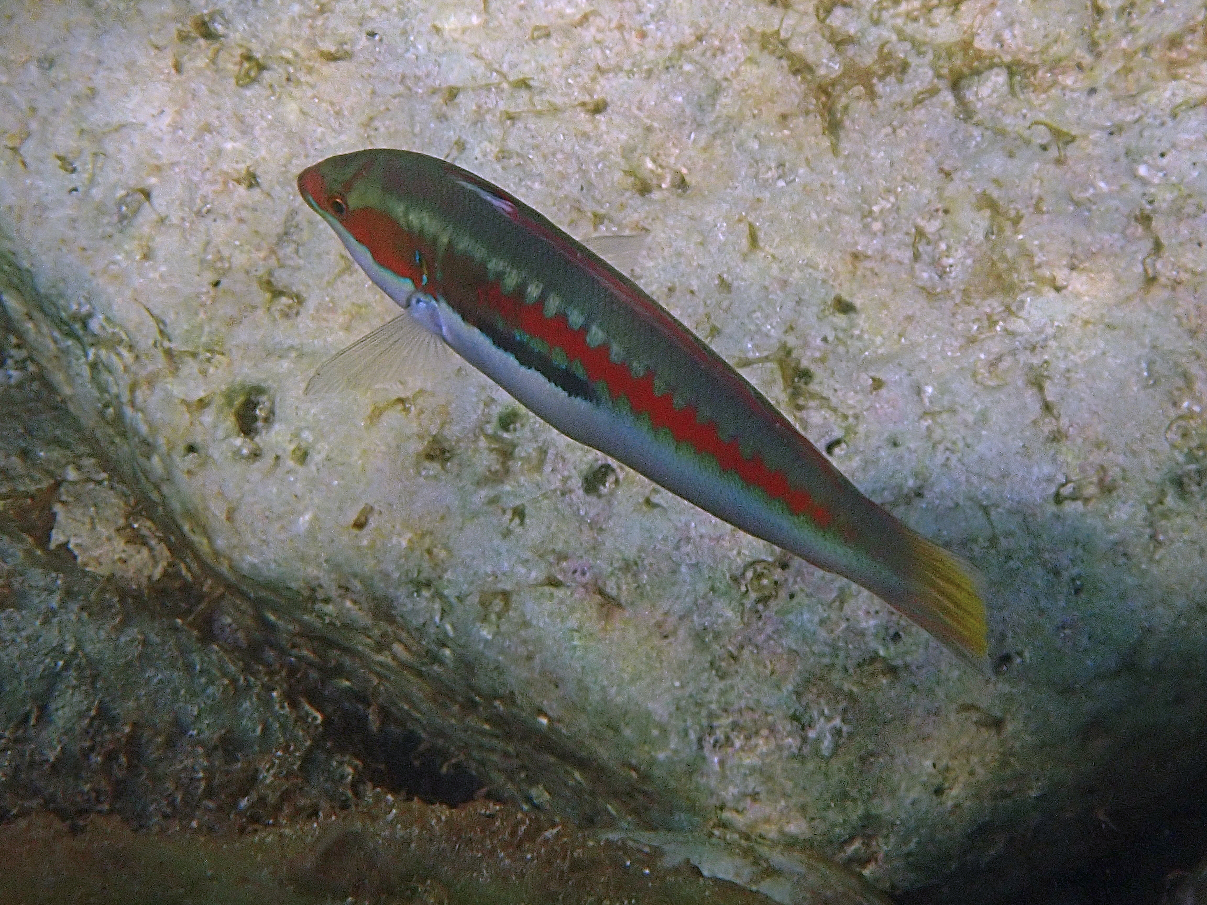 Kantonsschule Heerbrugg