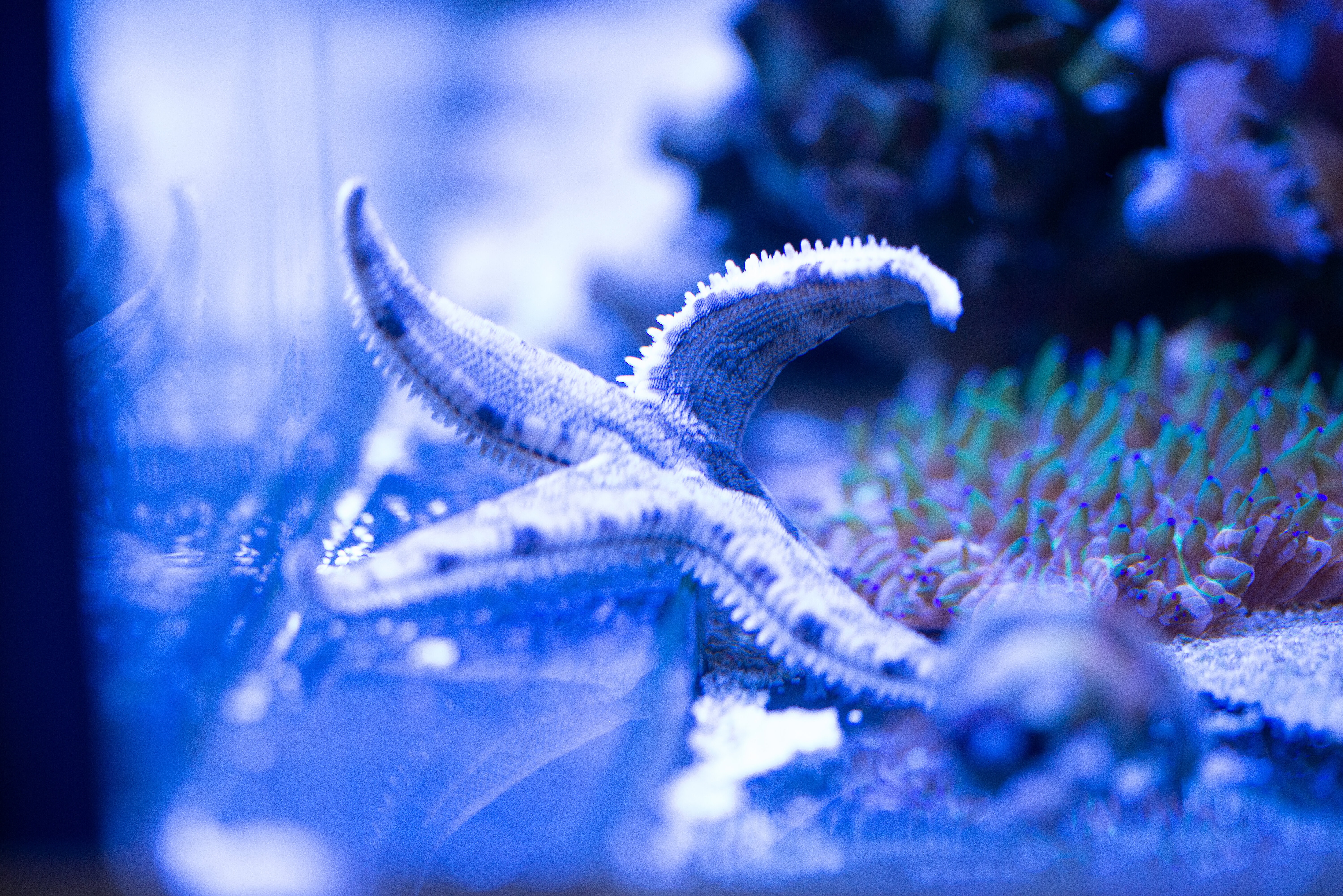 Kantonsschule Heerbrugg - Seesterne