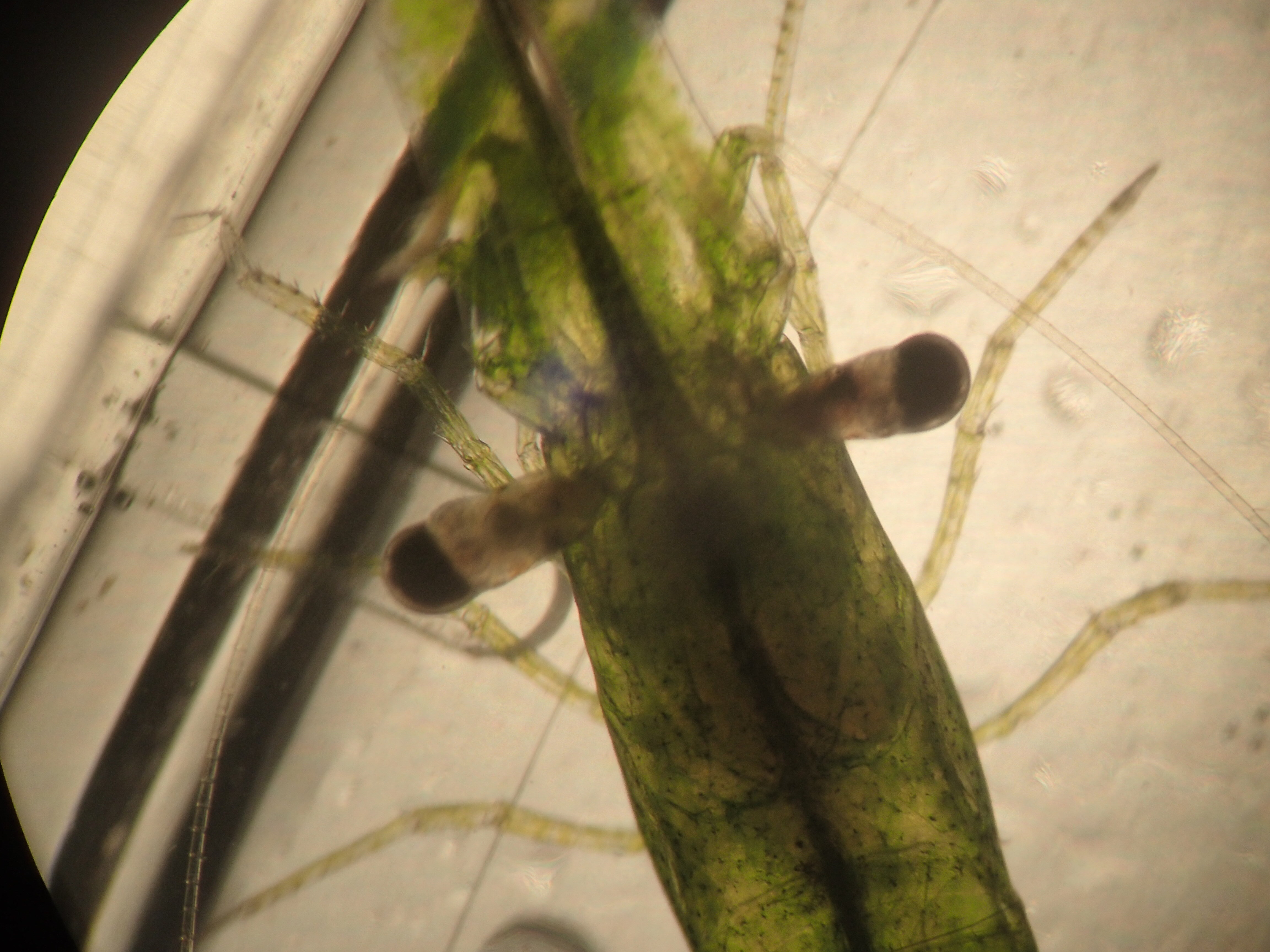 Kantonsschule Heerbrugg