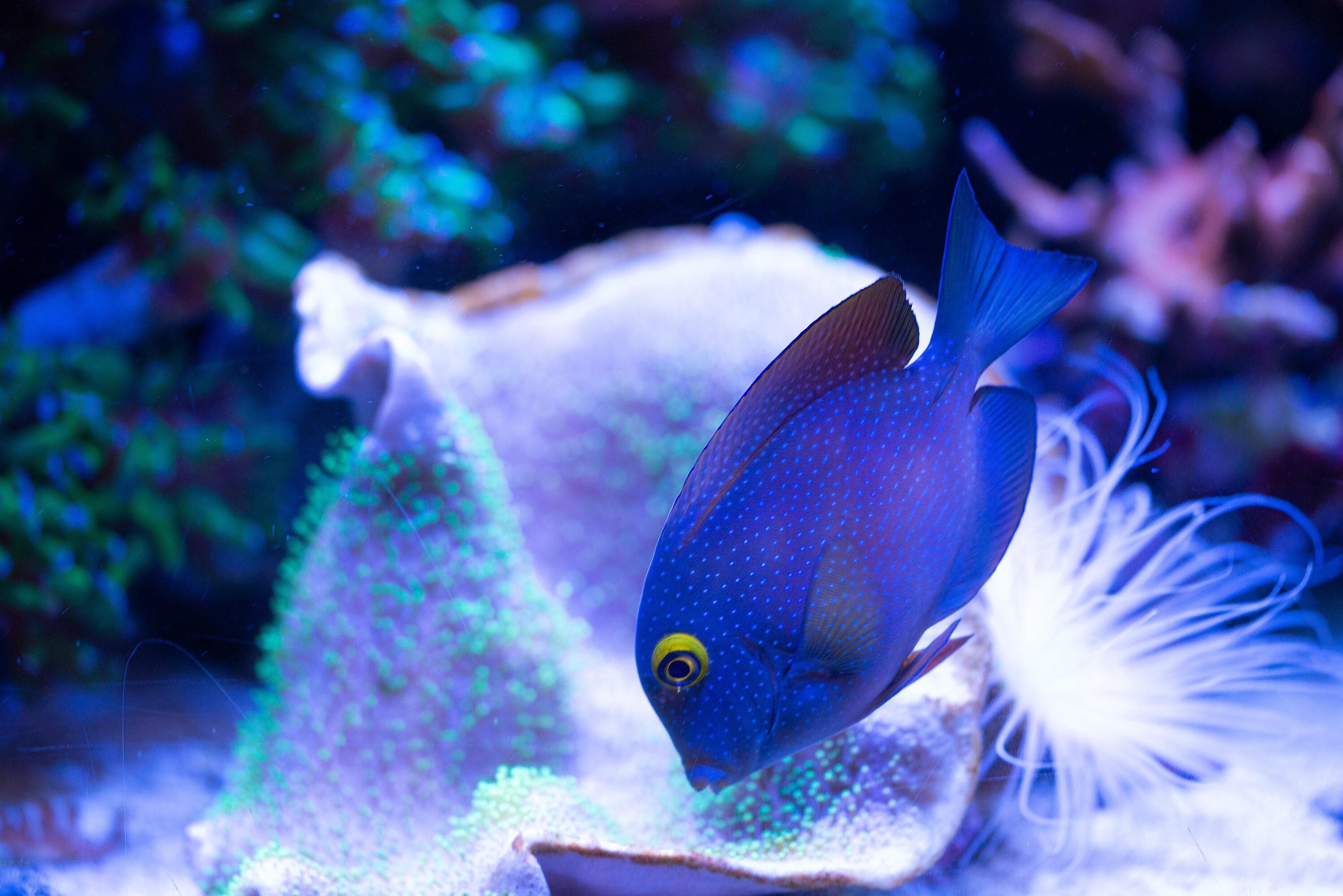 Kantonsschule Heerbrugg - Doktorfische (Acanthuridae)