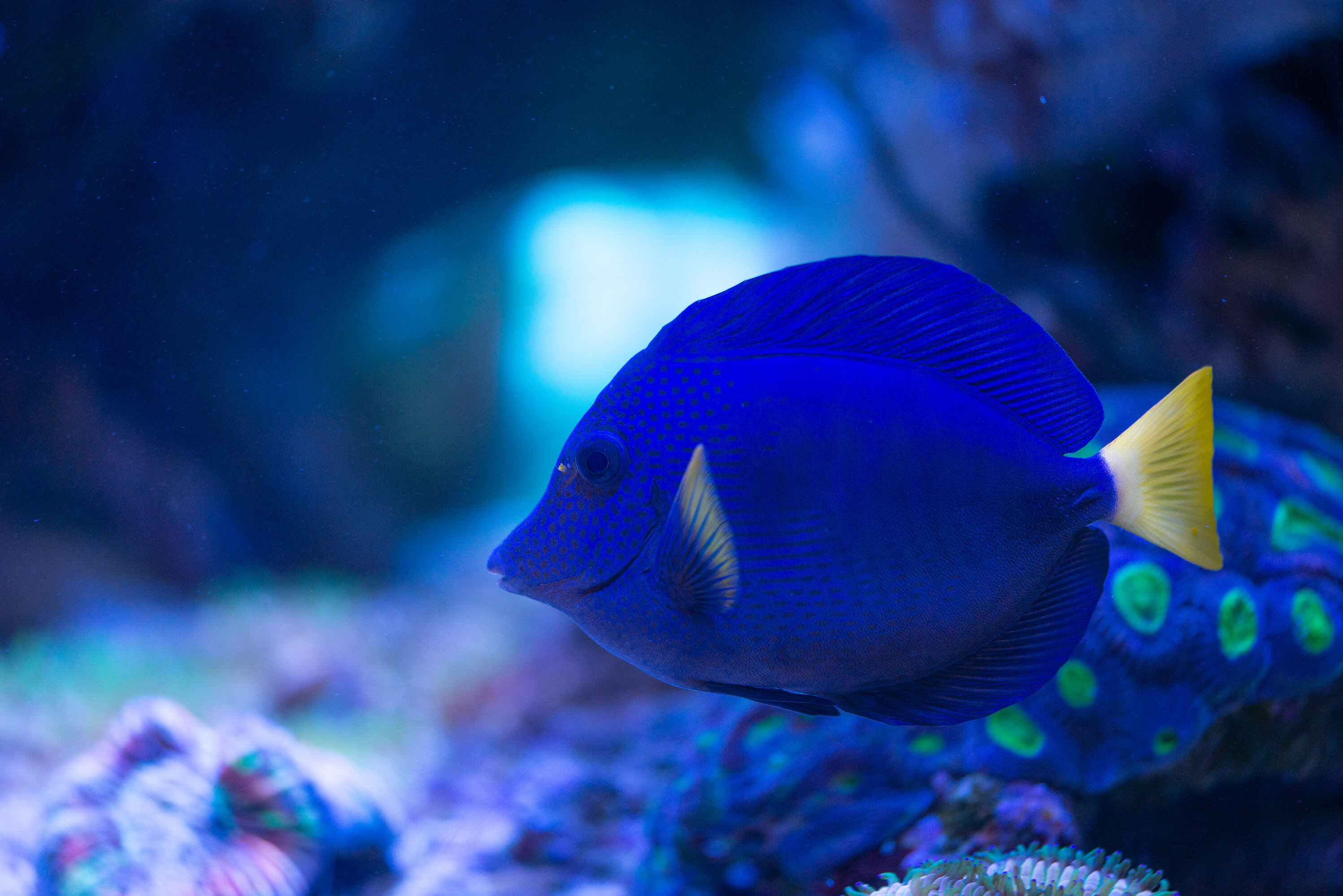 Kantonsschule Heerbrugg - Doktorfische (Acanthuridae)