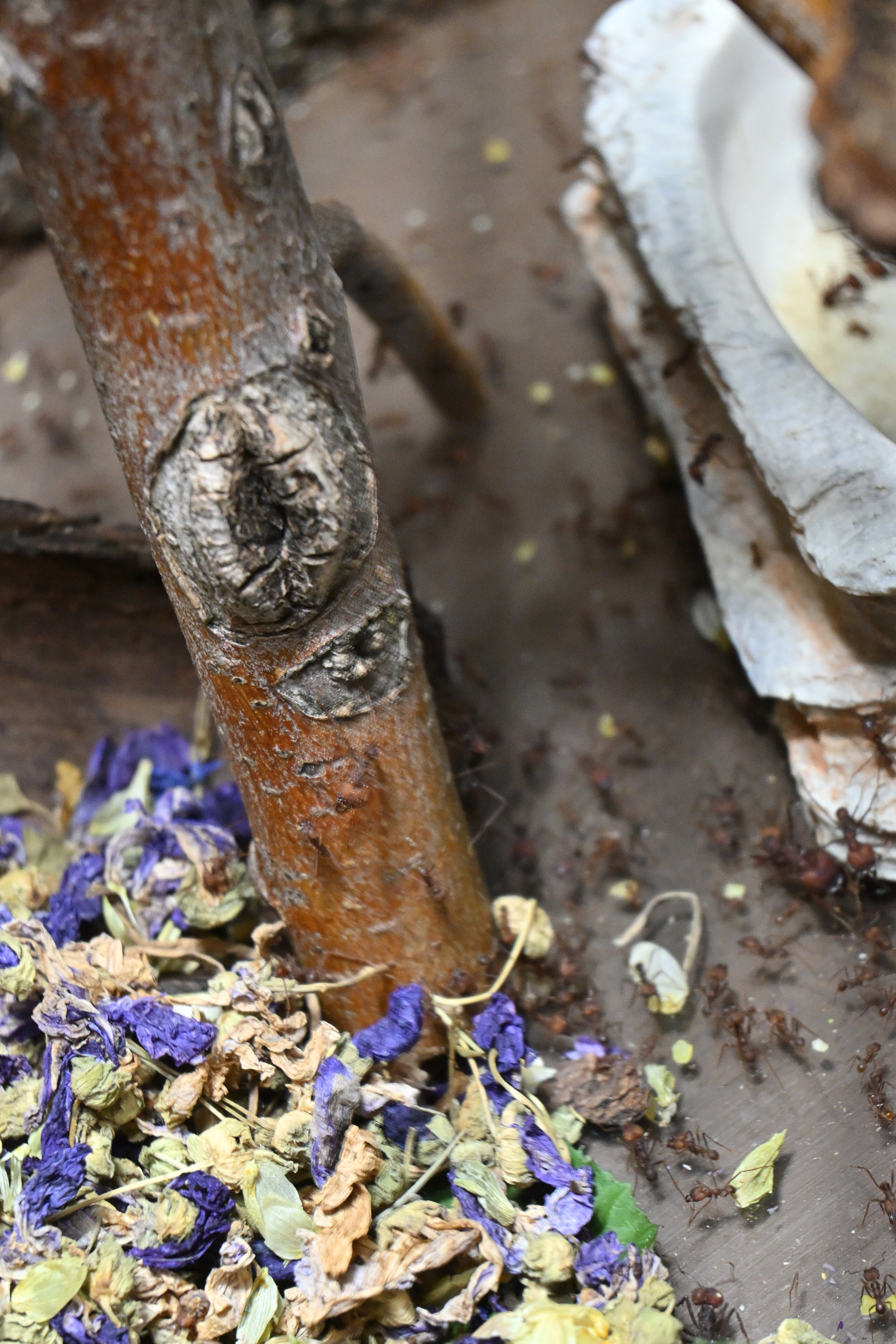 Kantonsschule Heerbrugg