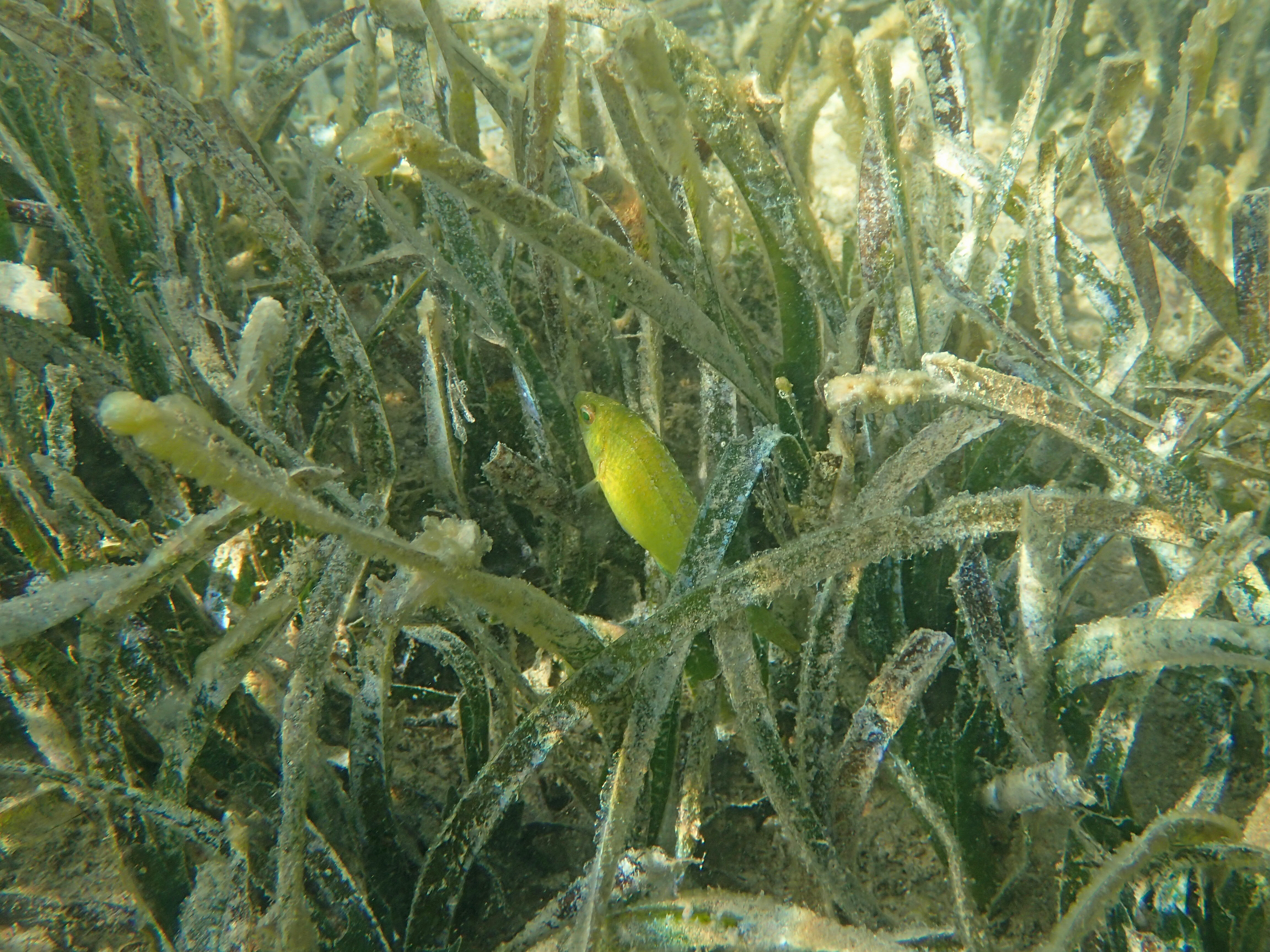 Kantonsschule Heerbrugg