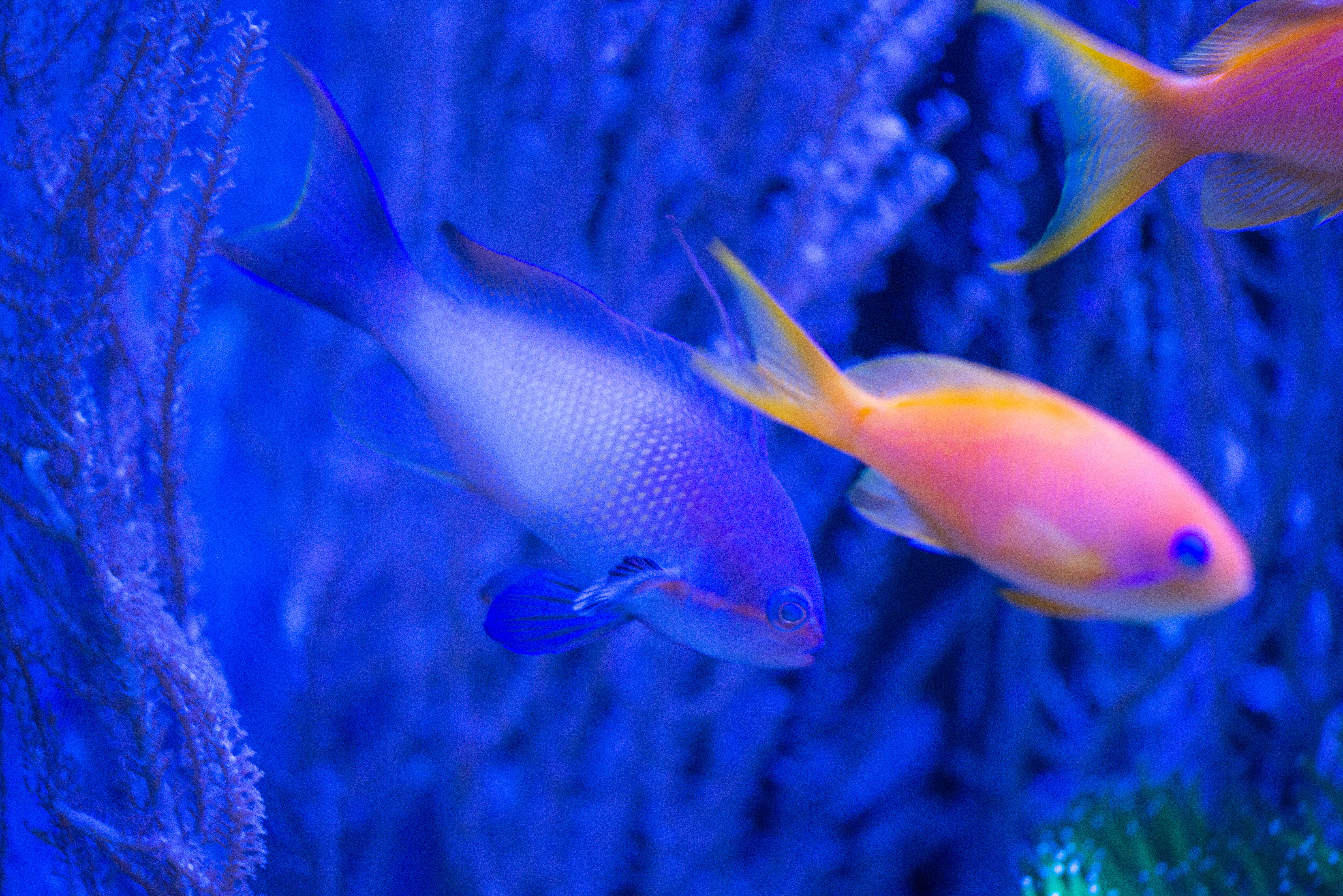 Kantonsschule Heerbrugg - Fahnenbarsche (Anthiinae)