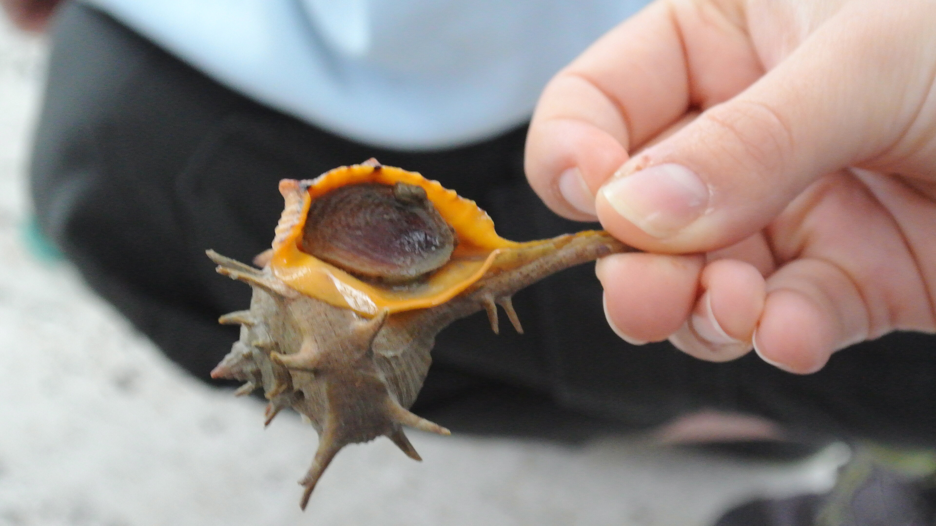 Kantonsschule Heerbrugg