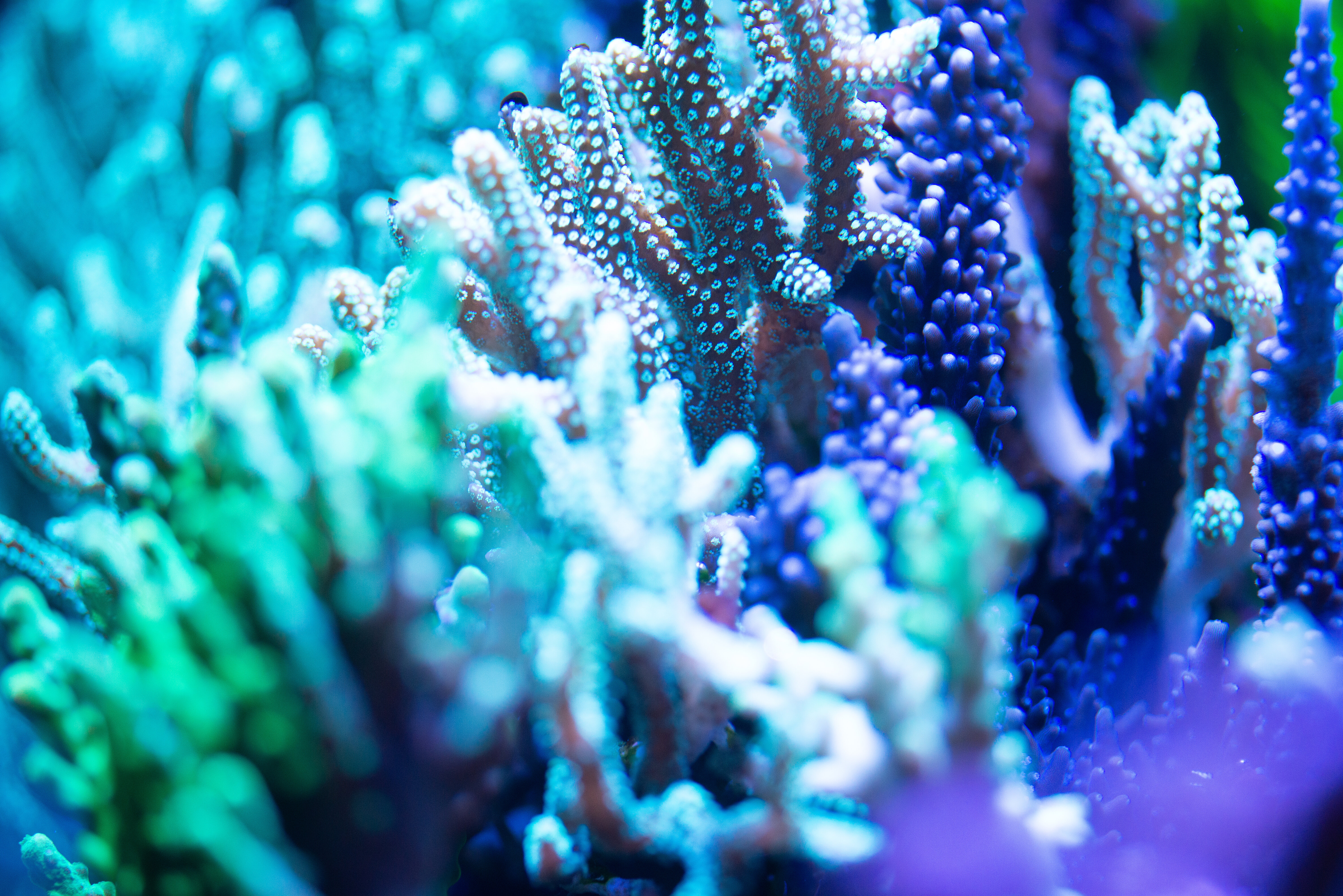 Kantonsschule Heerbrugg - Meerwasseraquarium