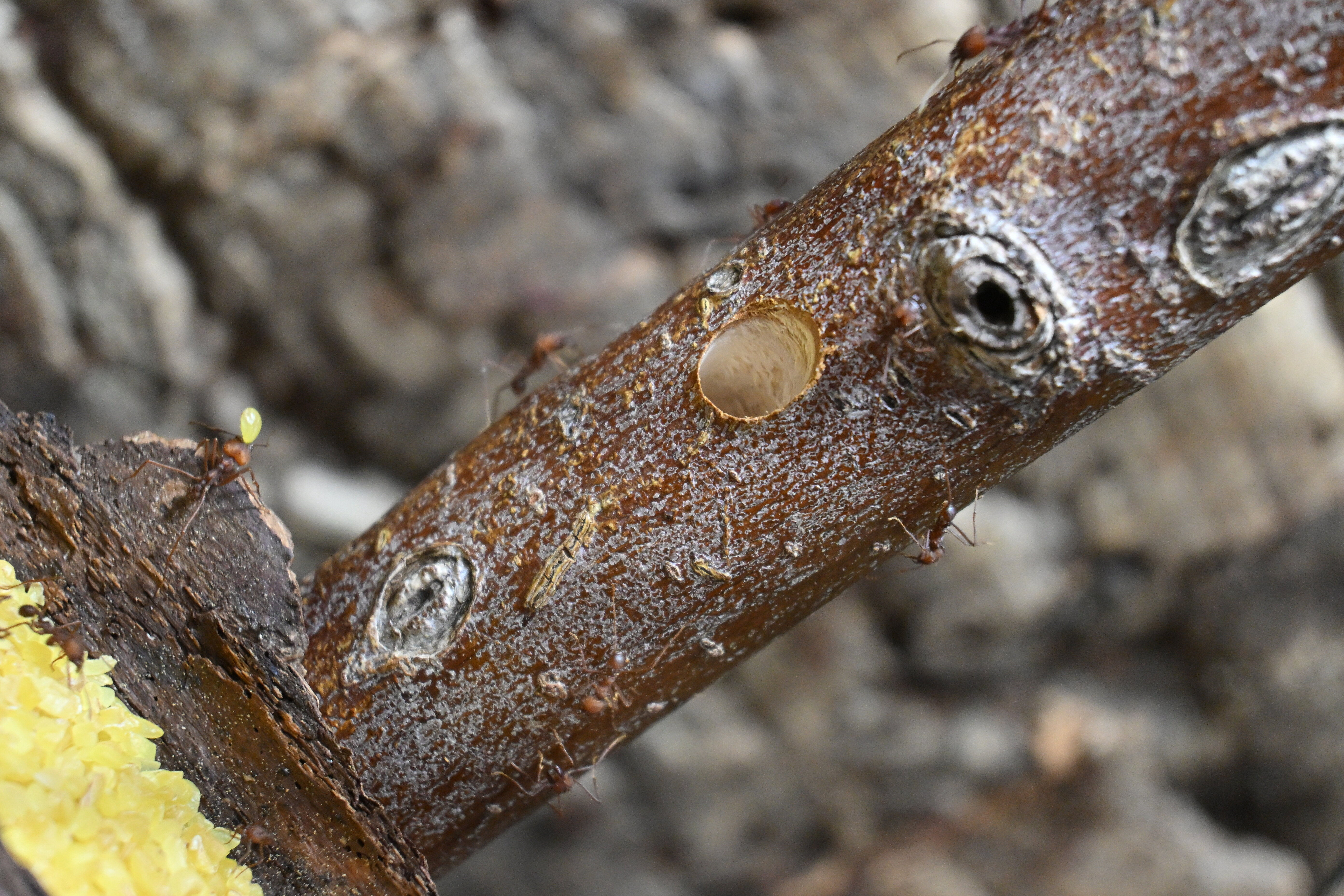 Kantonsschule Heerbrugg