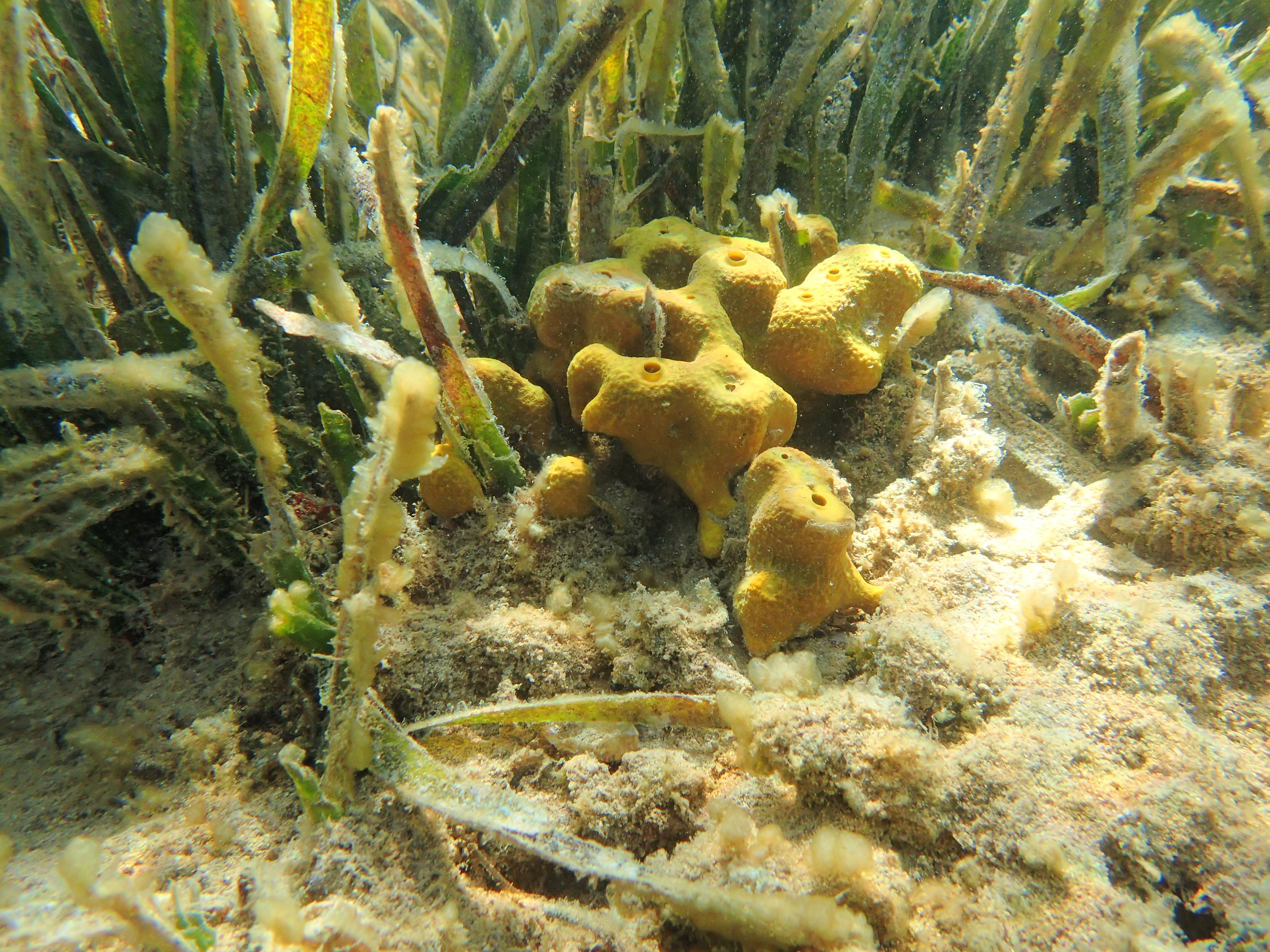 Kantonsschule Heerbrugg