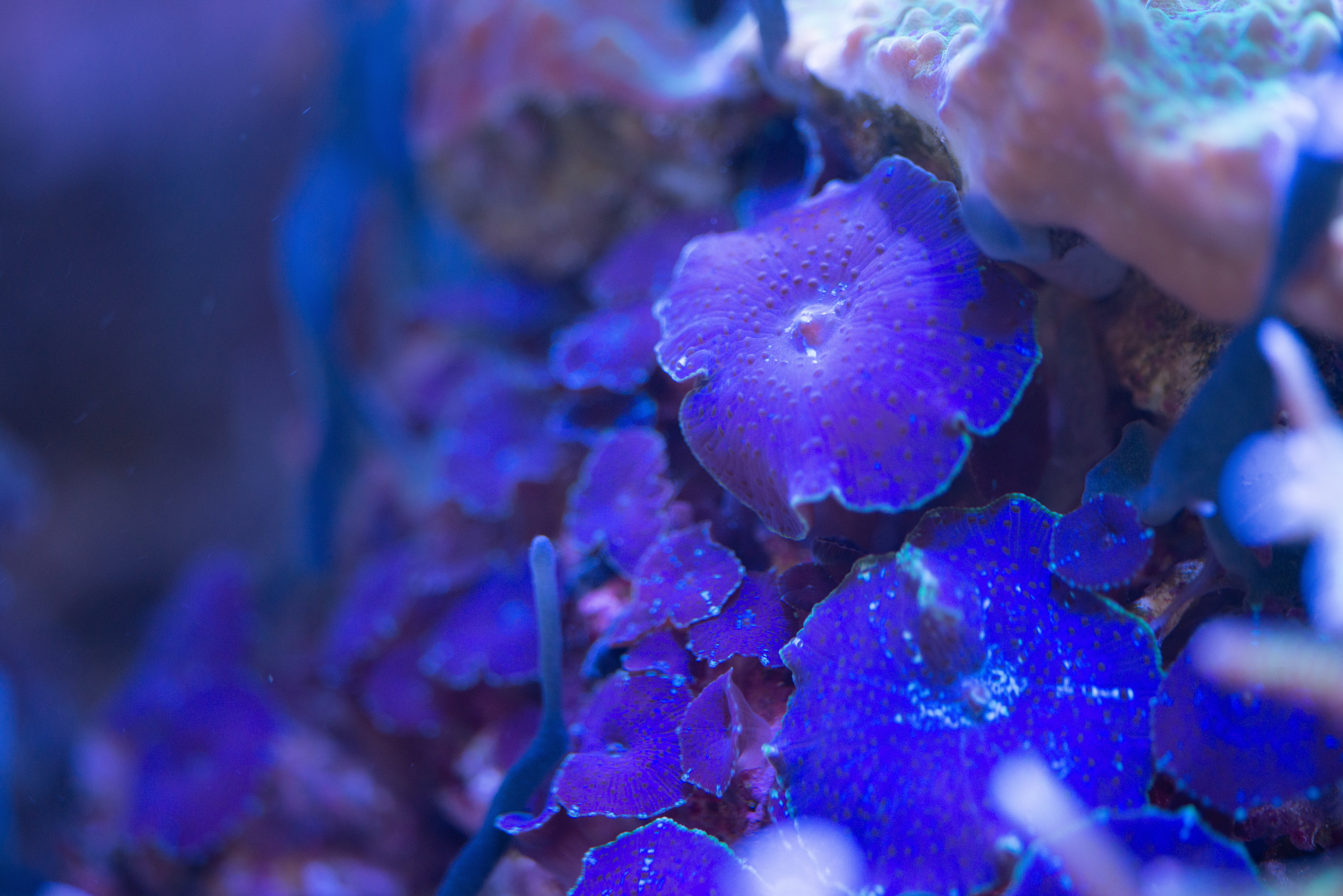 Kantonsschule Heerbrugg - Scheibenanemonen (Corallimorpharia)