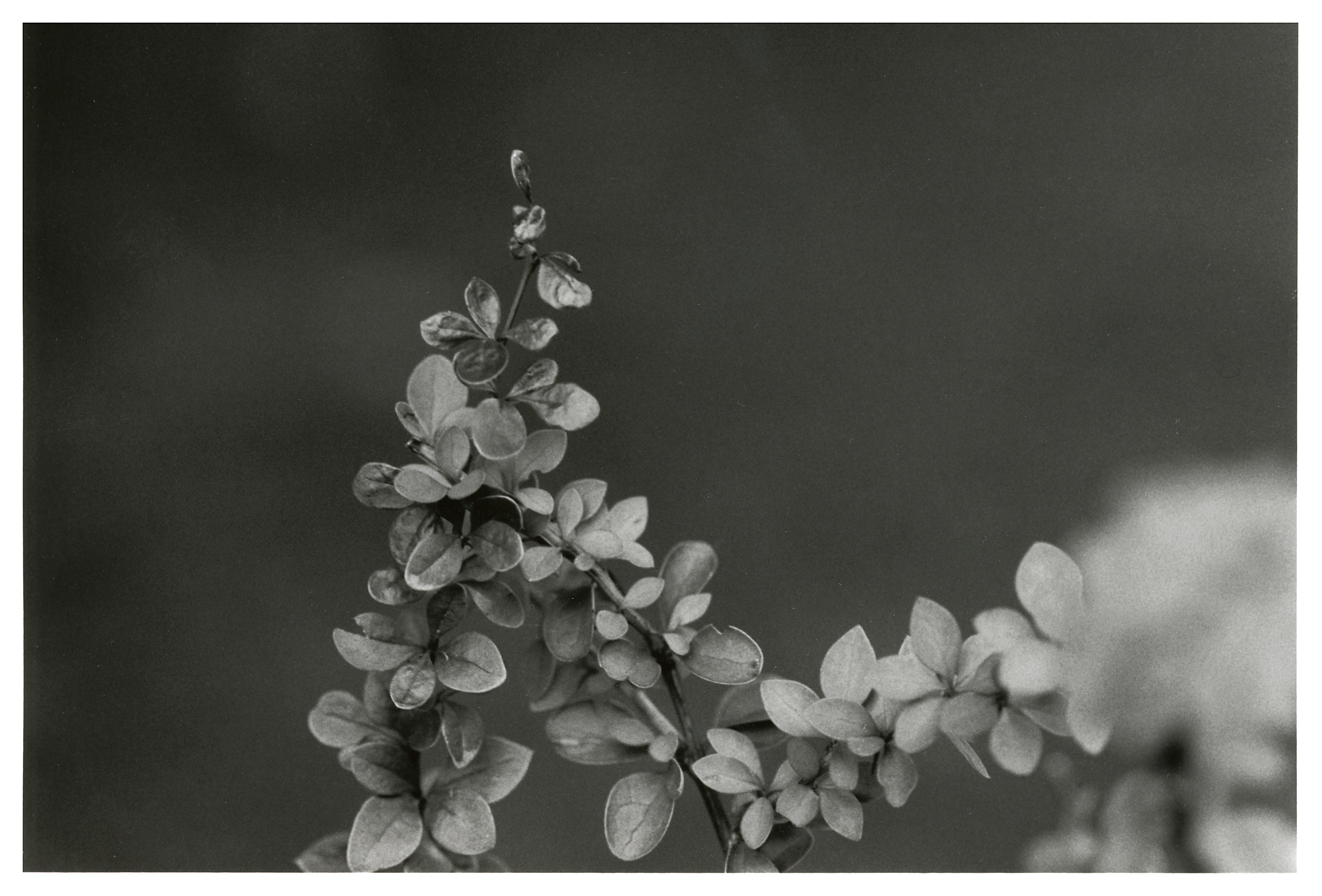 Kantonsschule Heerbrugg