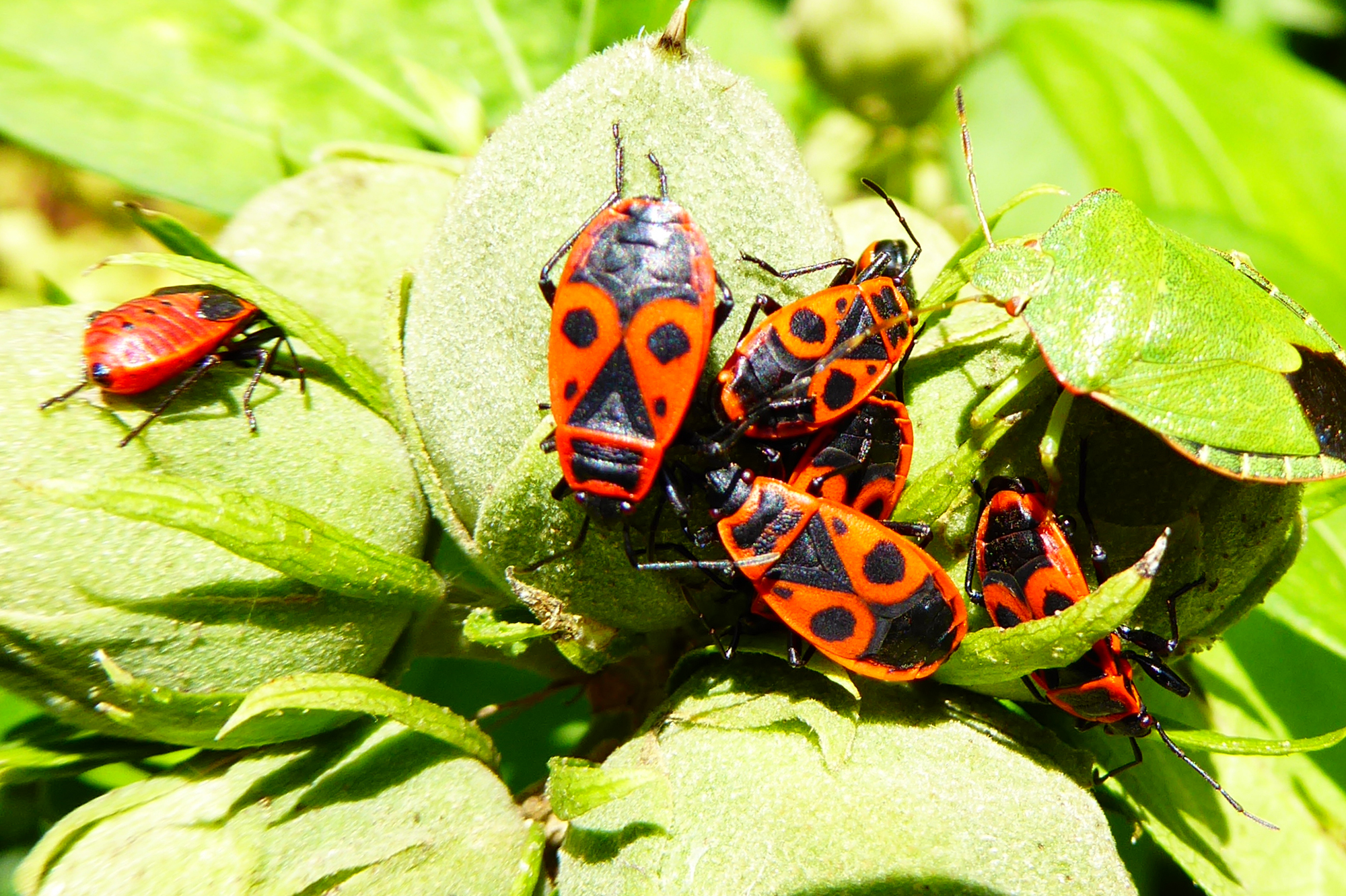 Kantonsschule Heerbrugg