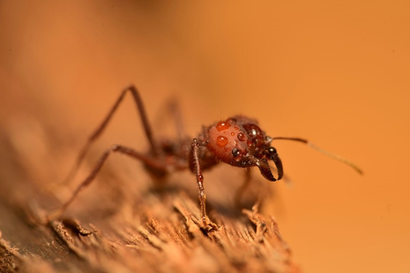 Kantonsschule Heerbrugg - Blattschneiderameisen (Atta cephalotes)